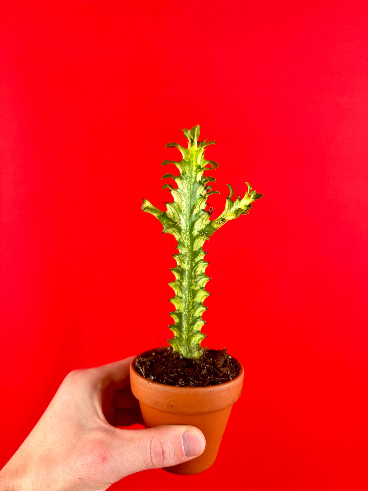 Euphorbia lactea 'Variegata'