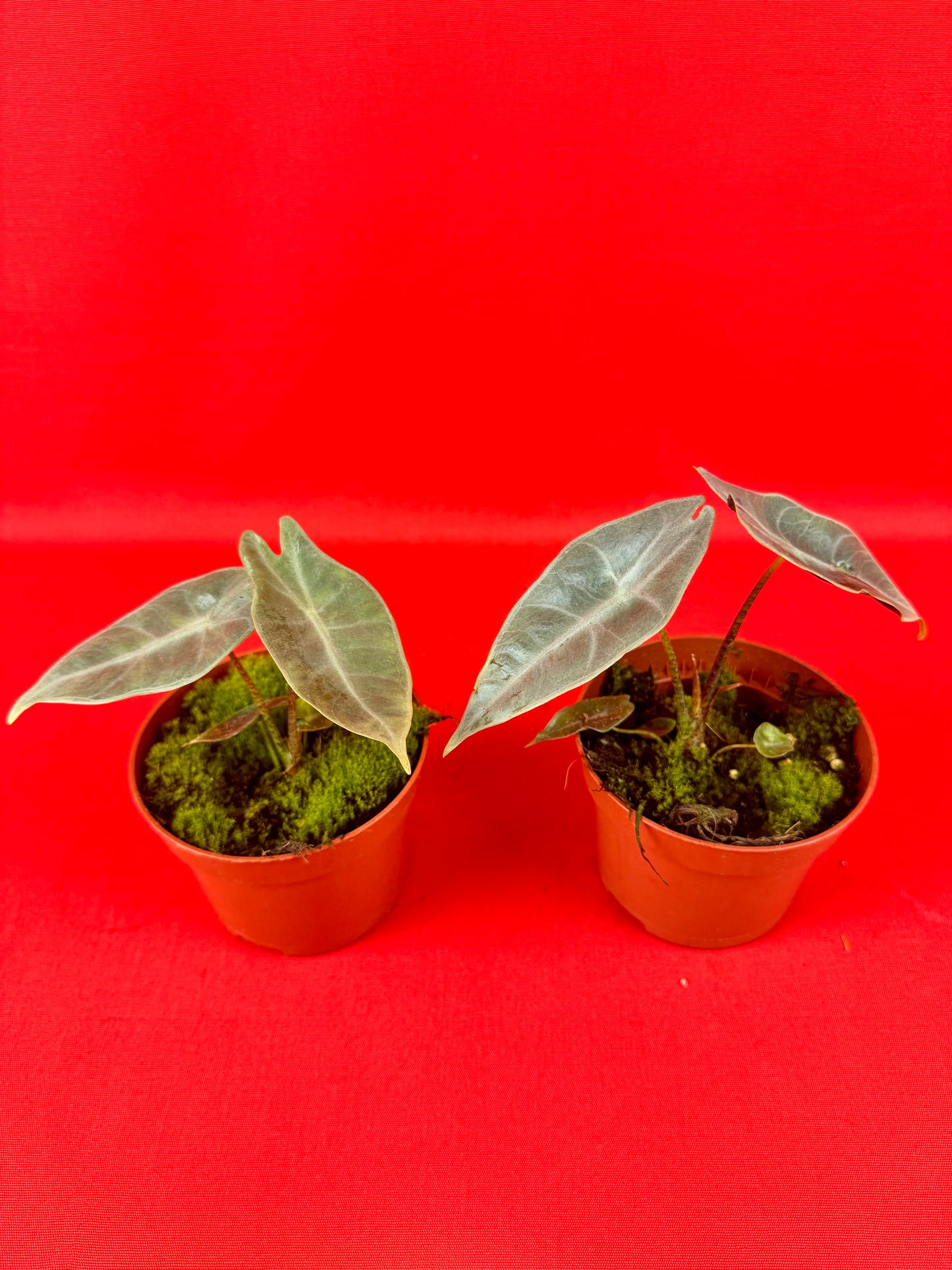 Alocasia longiloba SILVER - LUplnts