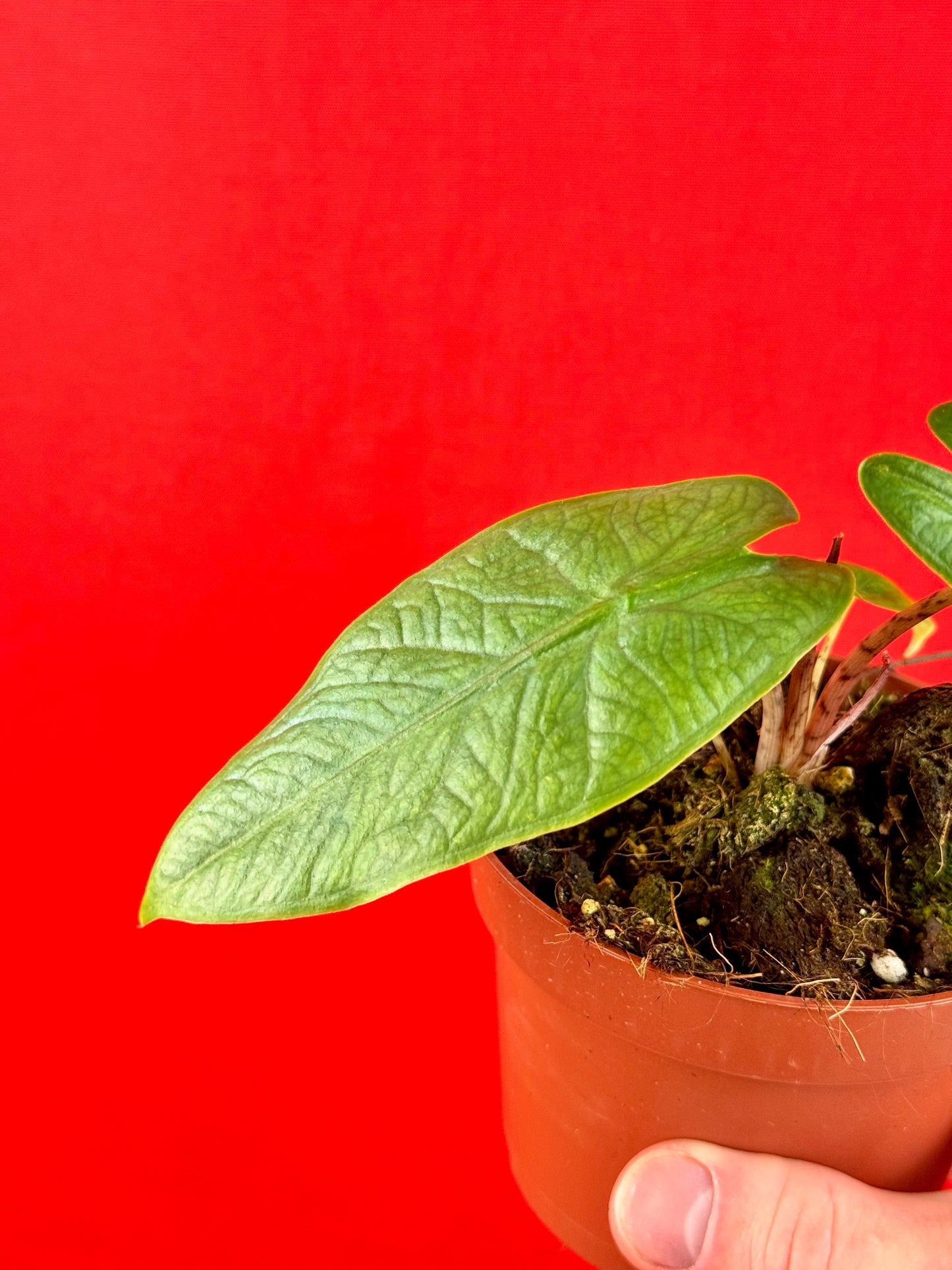 Alocasia sulawesi Green Carpet - LUplnts