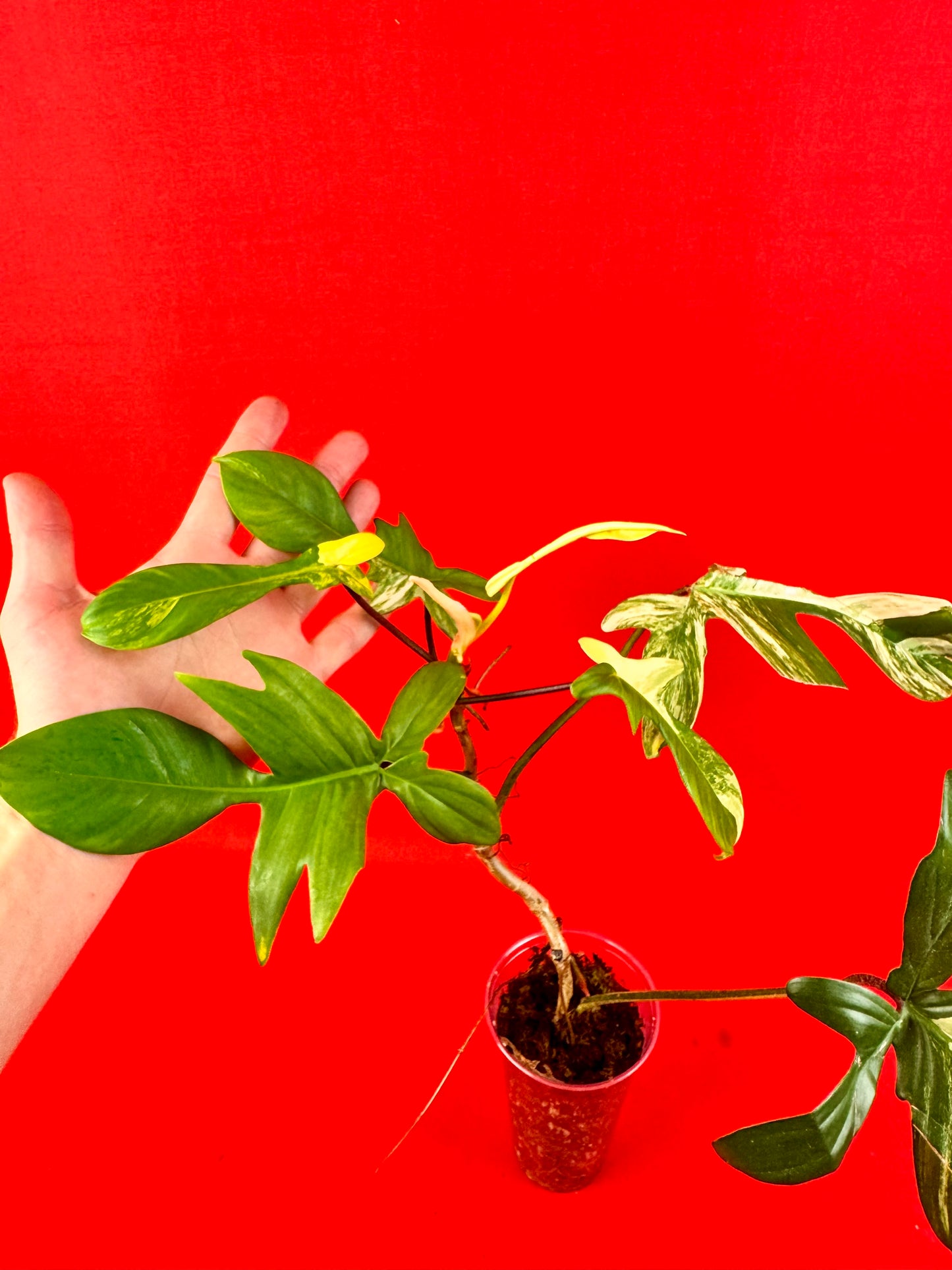 Philodendron Florida Beauty - LUplnts