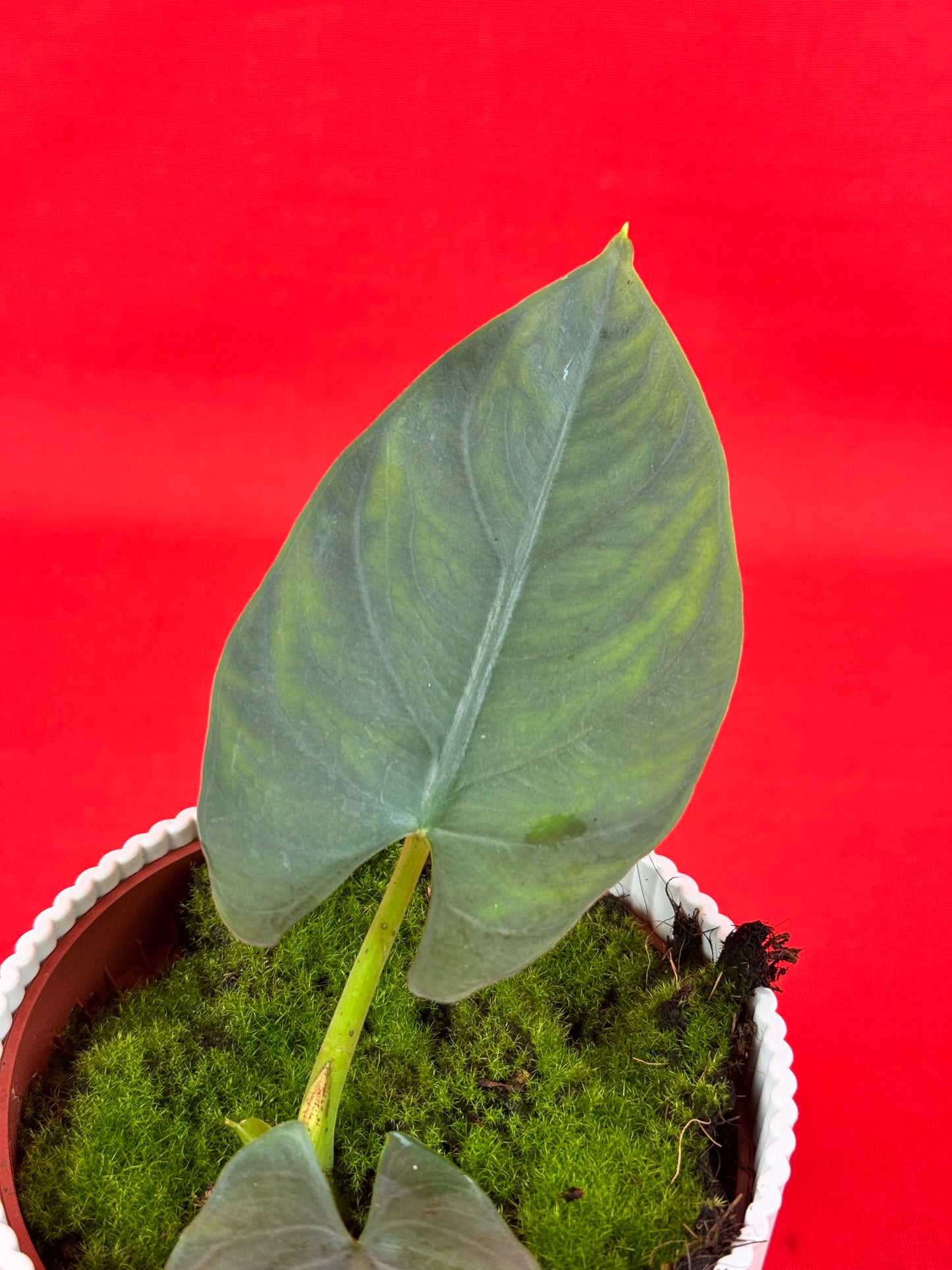 Alocasia scabriuscula - LUplnts