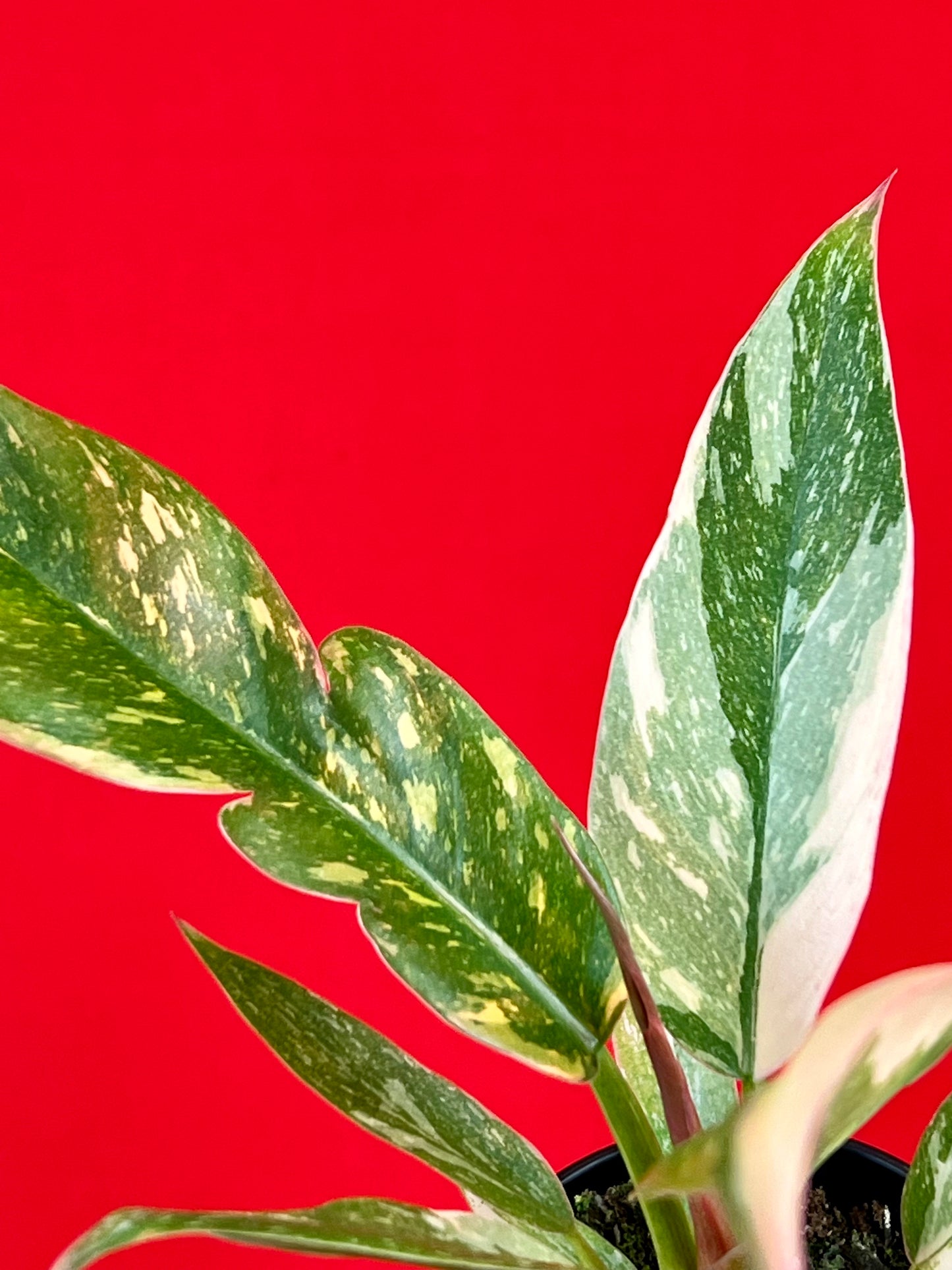 Philodendron 'Ring of Fire' (s) - LUplnts