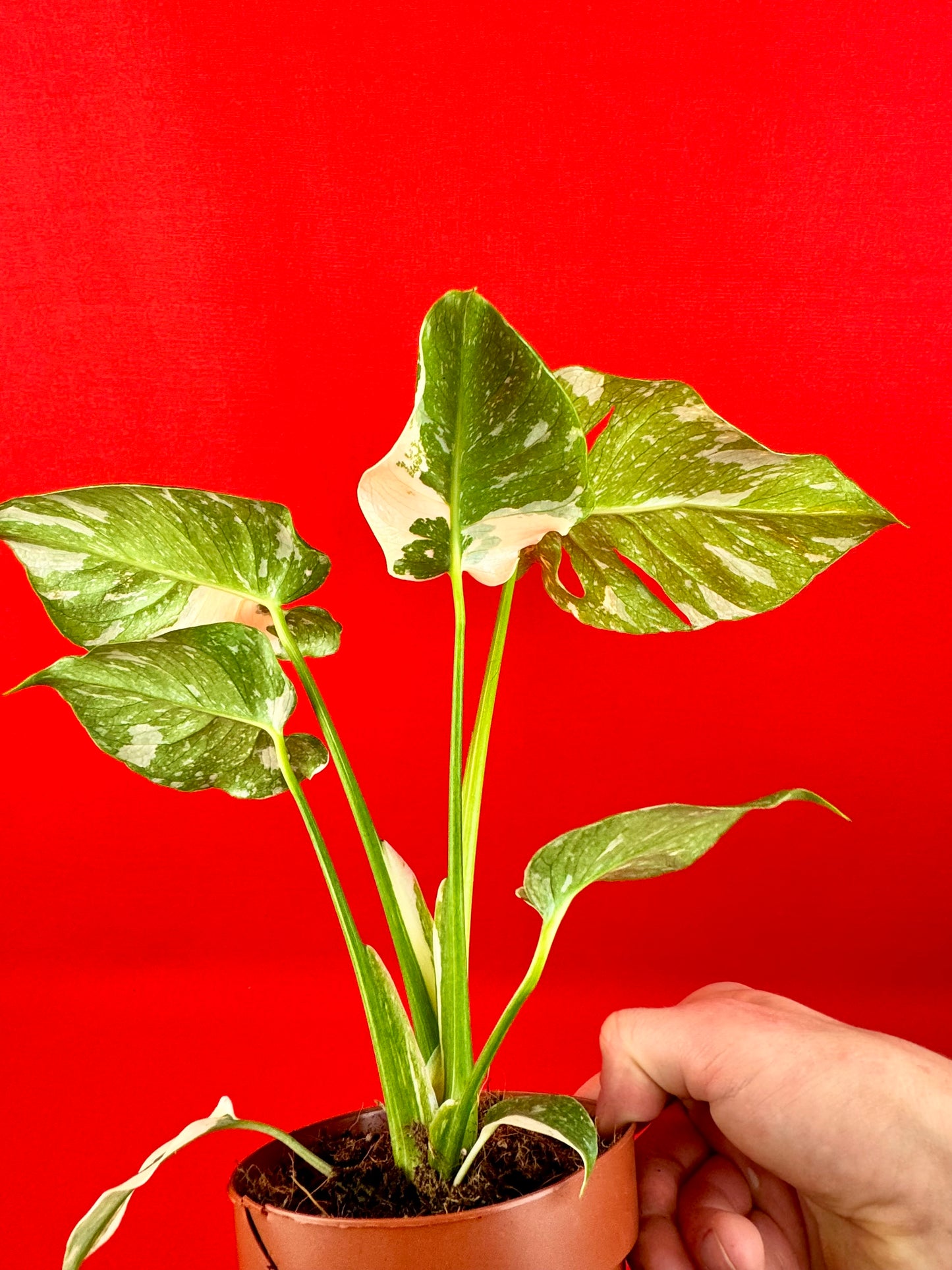 Monstera Thai Constellation - LUplnts