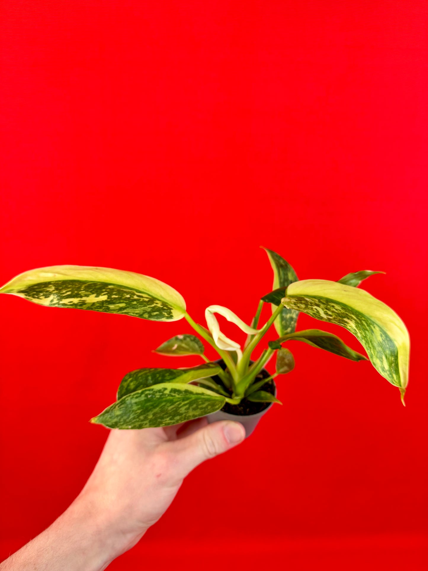 Philodendron 'Jose Buono' (s) - LUplnts
