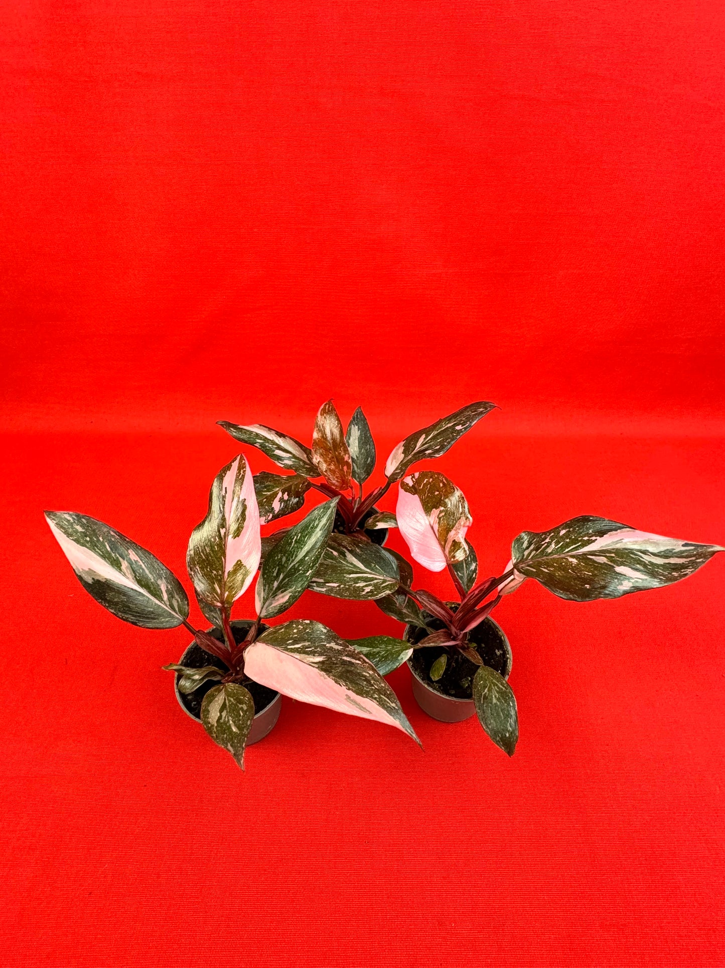 Philodendron 'Pink Princess Marble' (s) - LUplnts