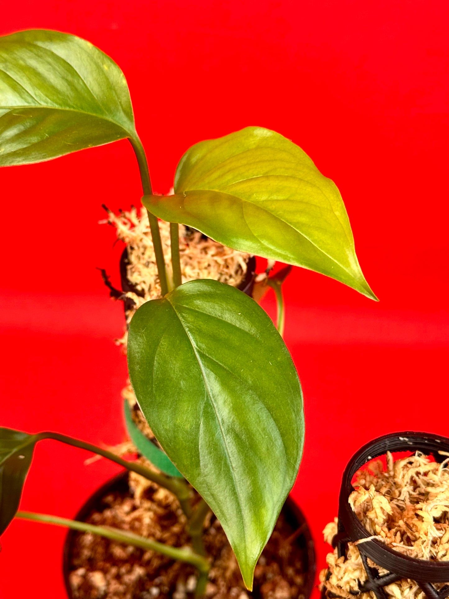 Monstera Acacoyaguensis - LUplnts
