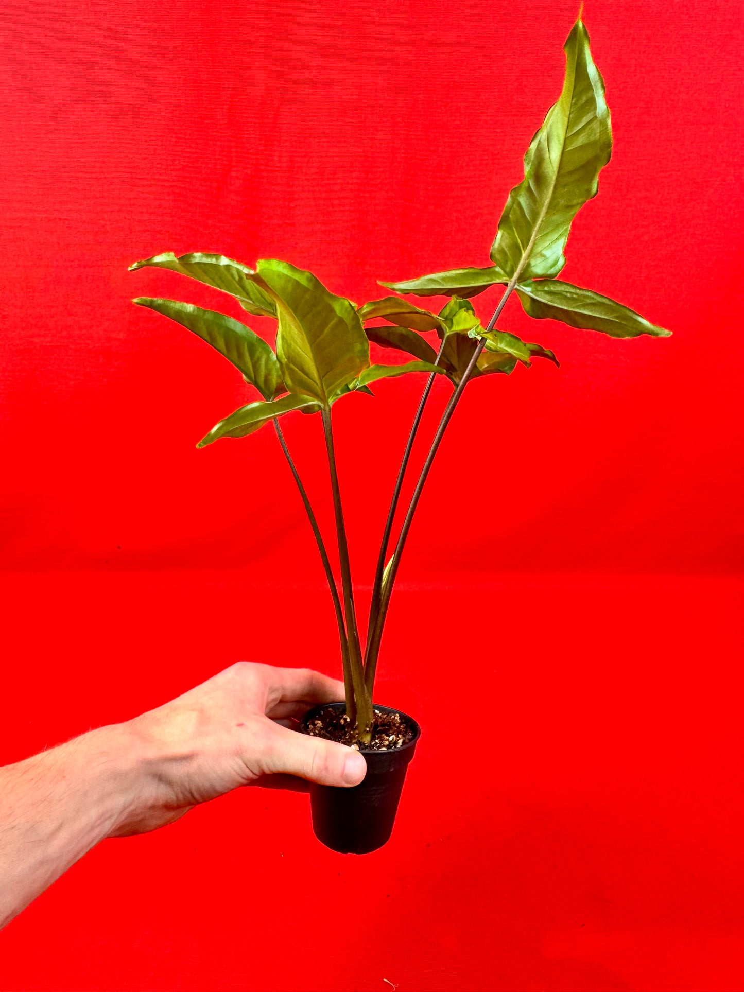 Syngonium Angustatum (reverted) - LUplnts