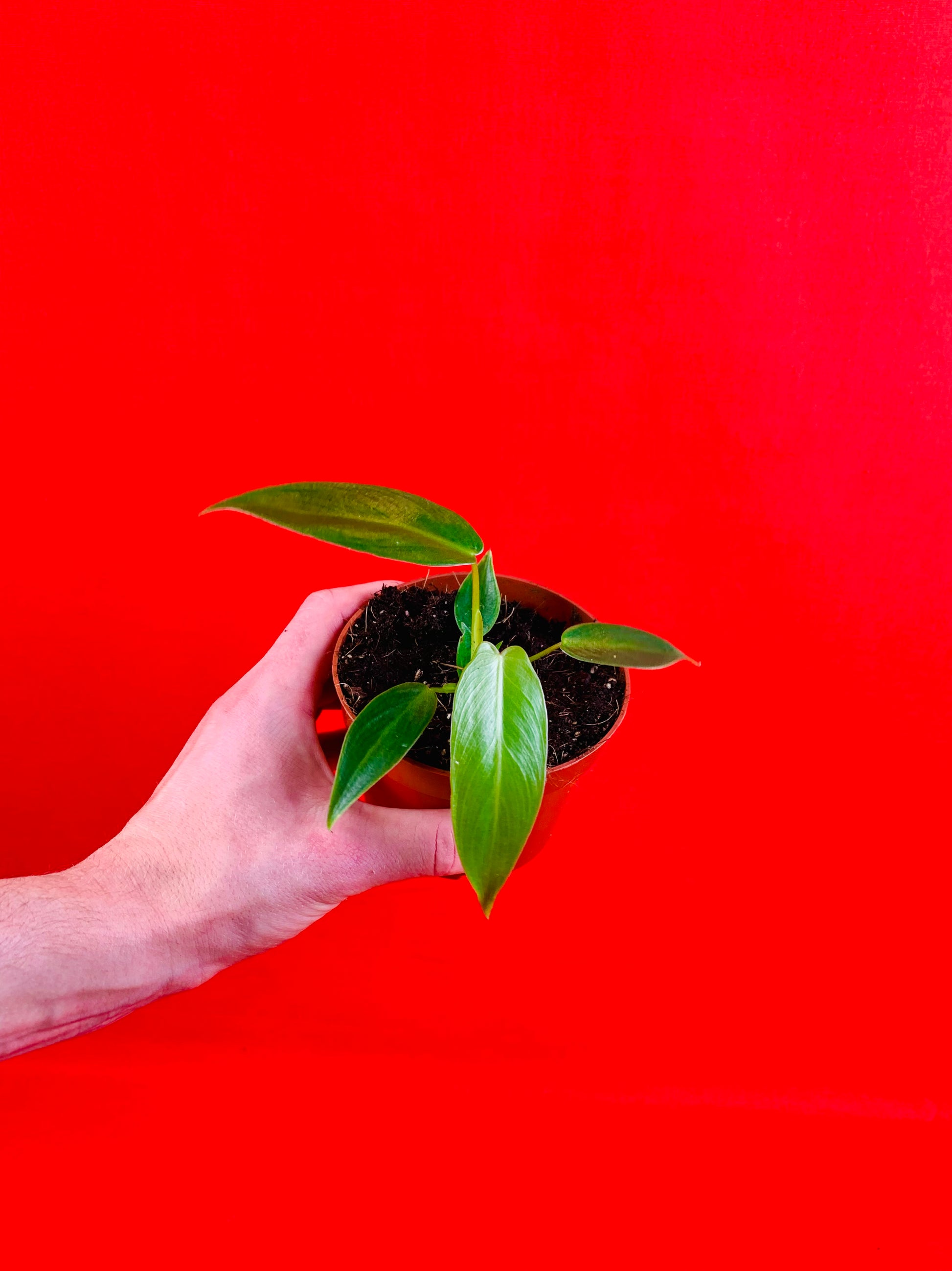 Philodendron spiritus sancti - LUplnts