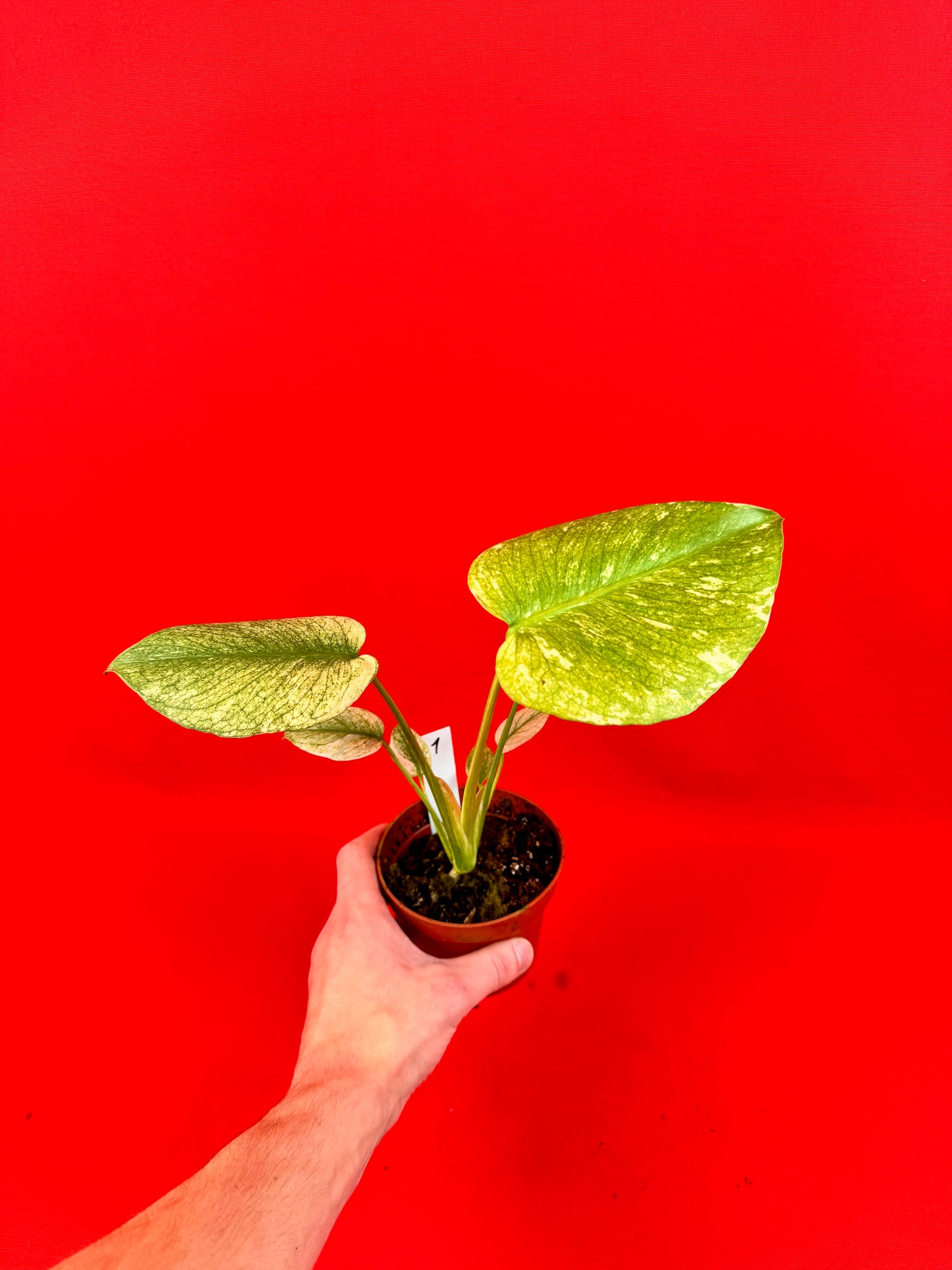 Monstera Deliciosa Mint