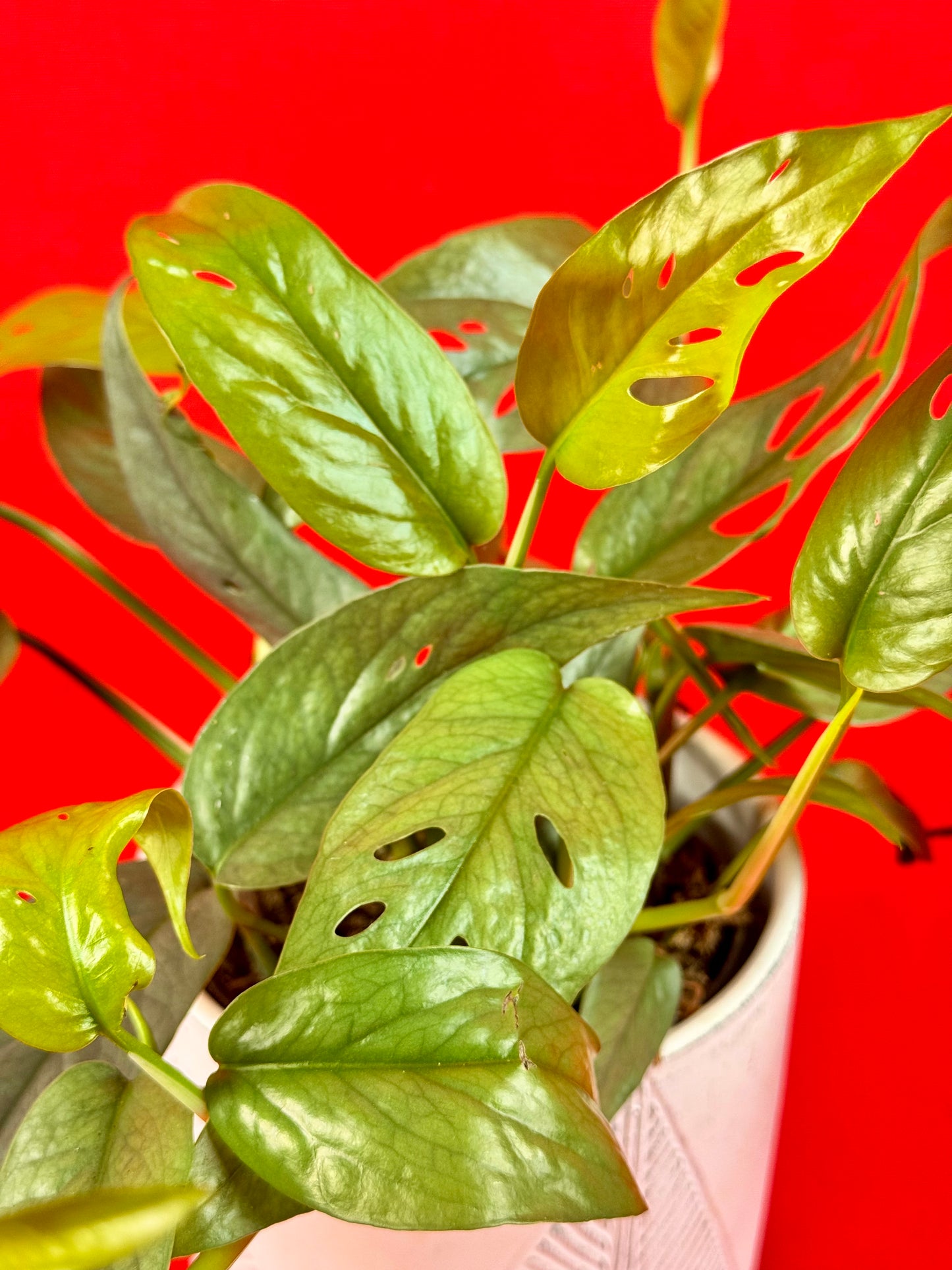 Epipremnum Pinnatum Cebu Blue - LUplnts