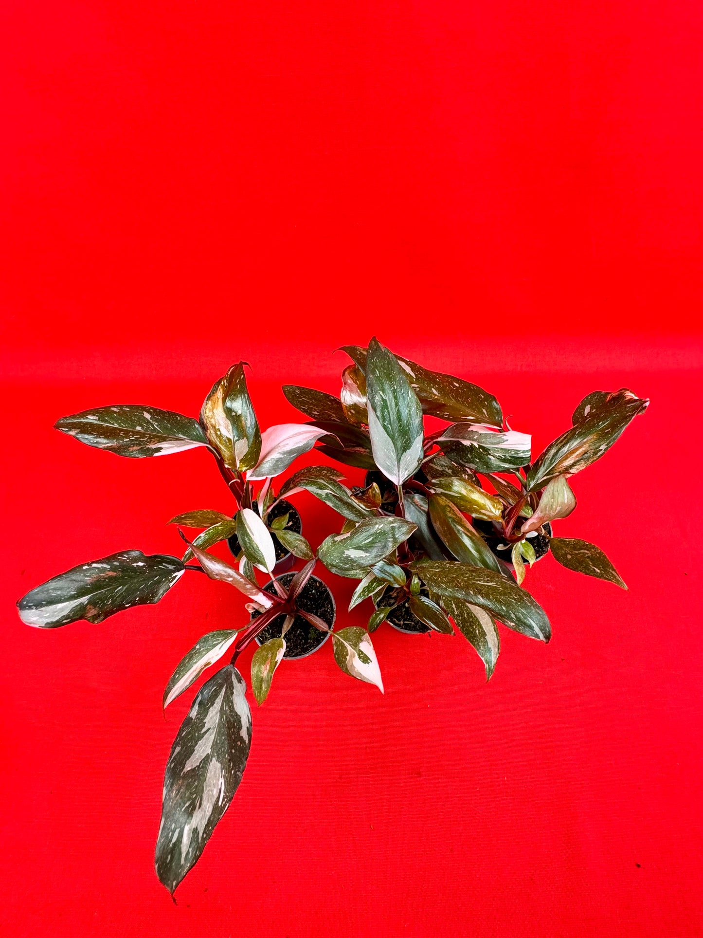 Philodendron Red Anderson (s) - LUplnts