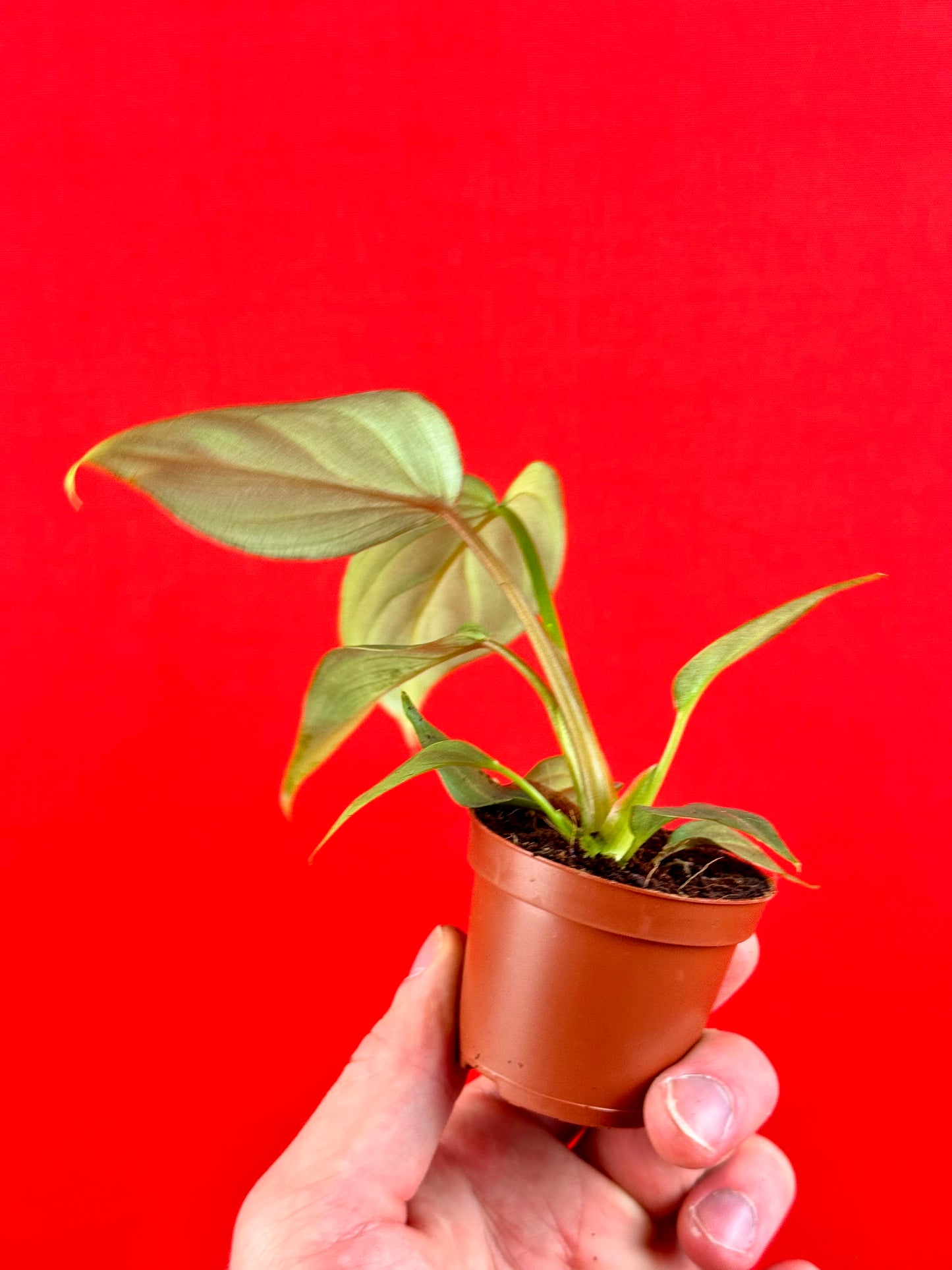 Philodendron Gloriosum ‘Verde’ (s) - LUplnts