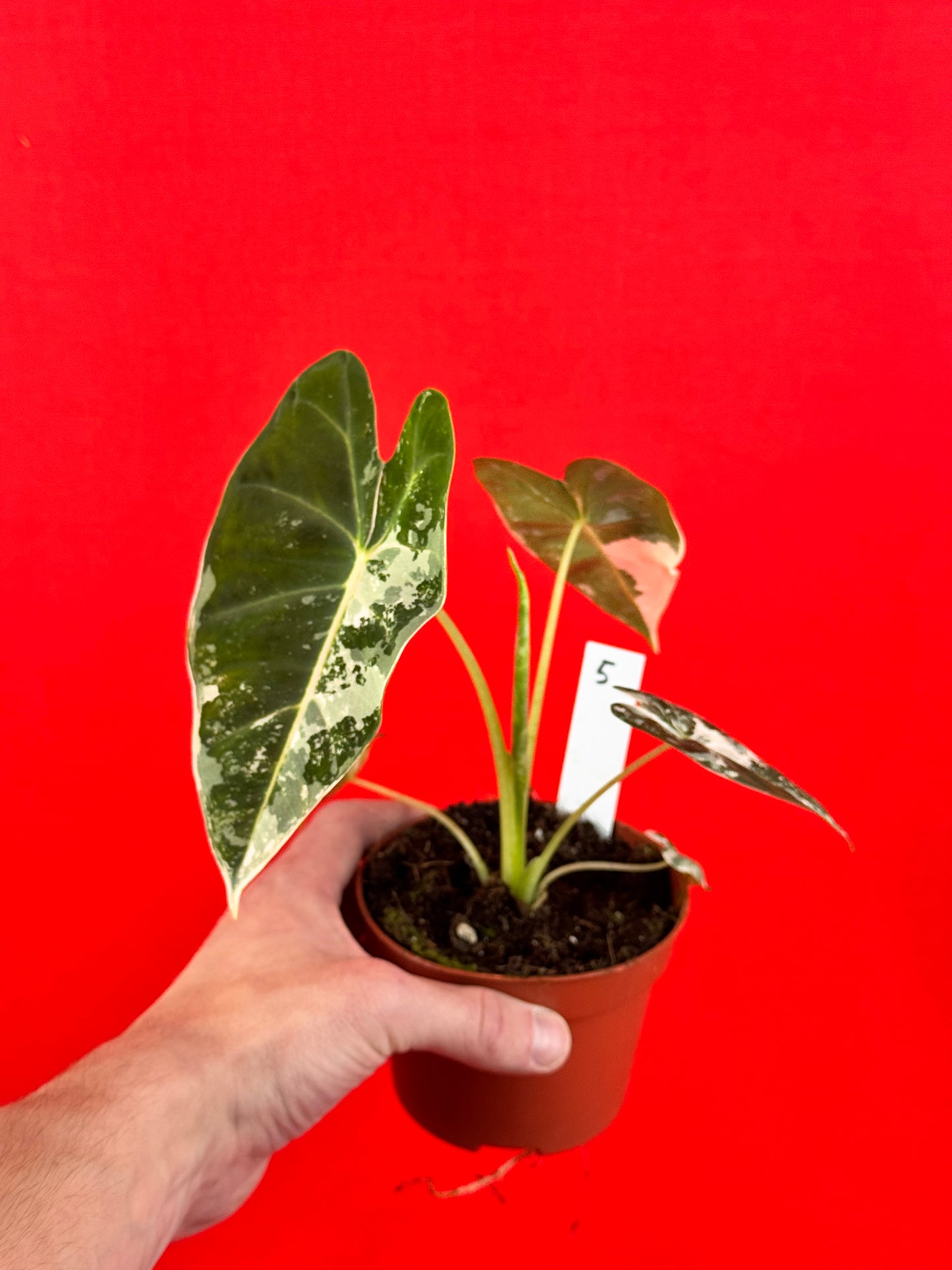 Alocasia micholitziana Frydek Variegata