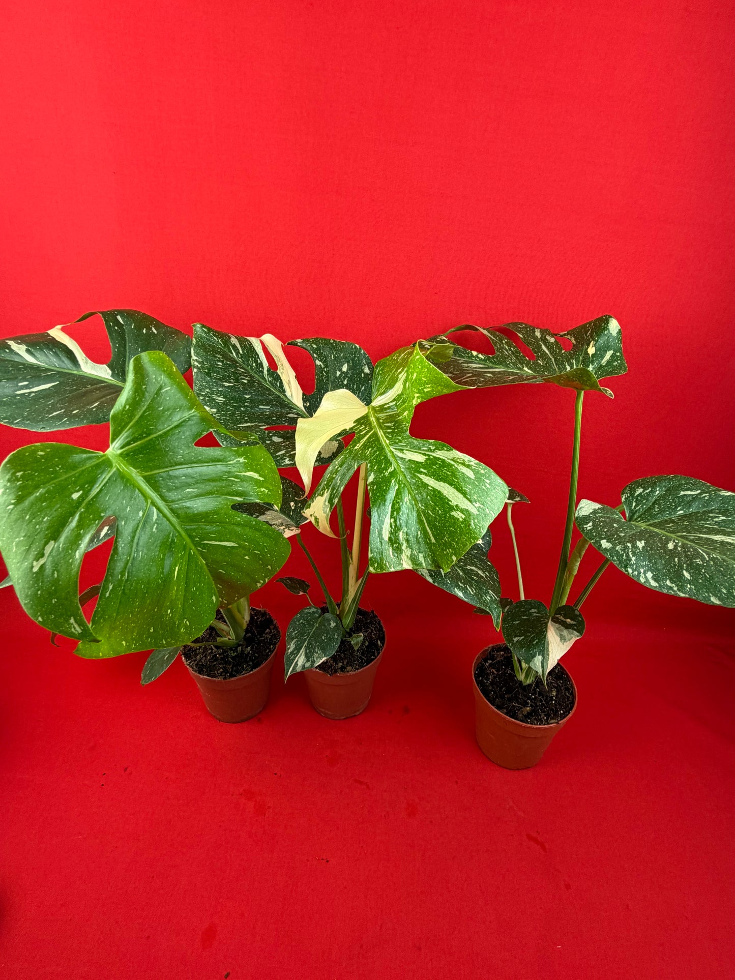 Monstera Thai Constellation - LUplnts