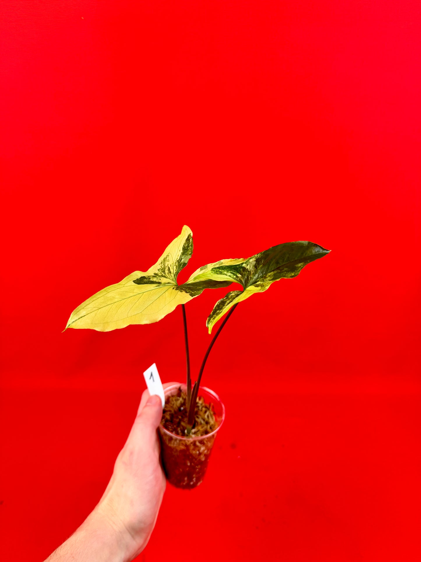Syngonium Variegata (s) - LUplnts