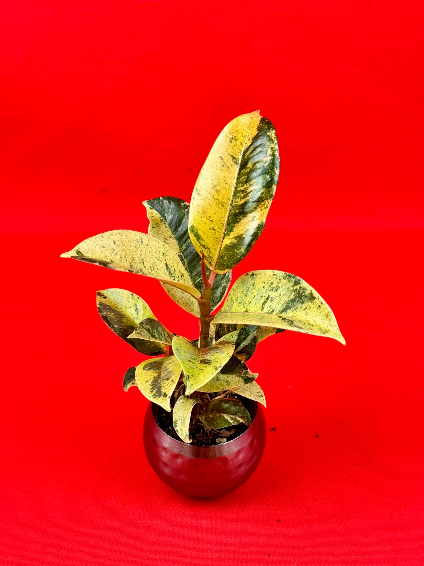 Ficus Schrijveriana Moonshine (s) - LUplnts