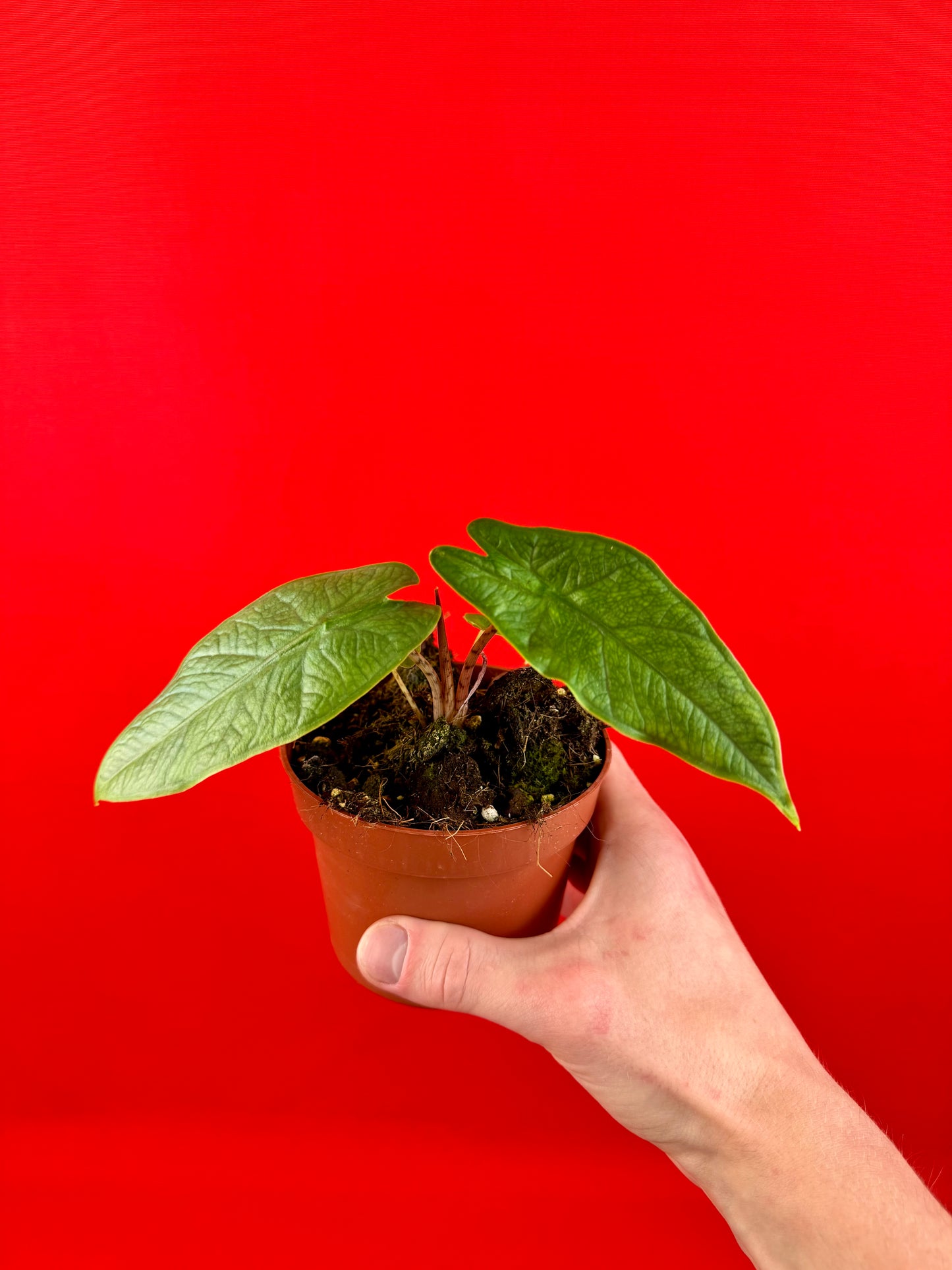 Alocasia sulawesi Green Carpet - LUplnts