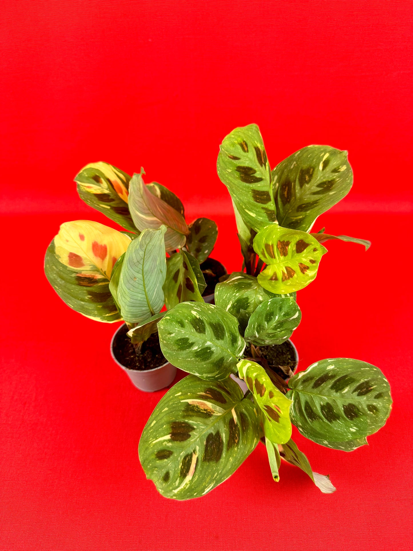 Maranta leuconeura 'Kerchoveana Variegata' (s)