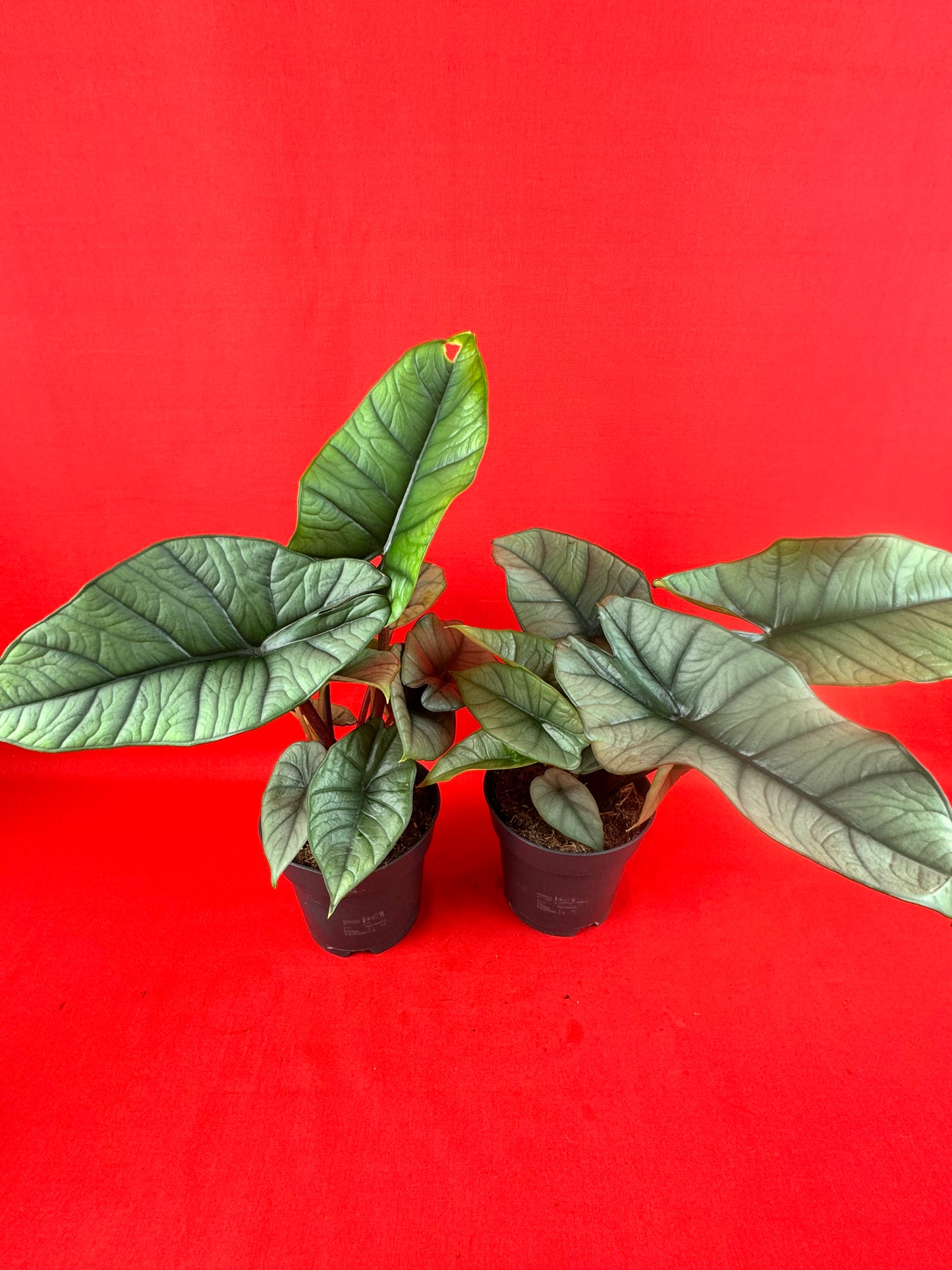 Alocasia Platinum - LUplnts
