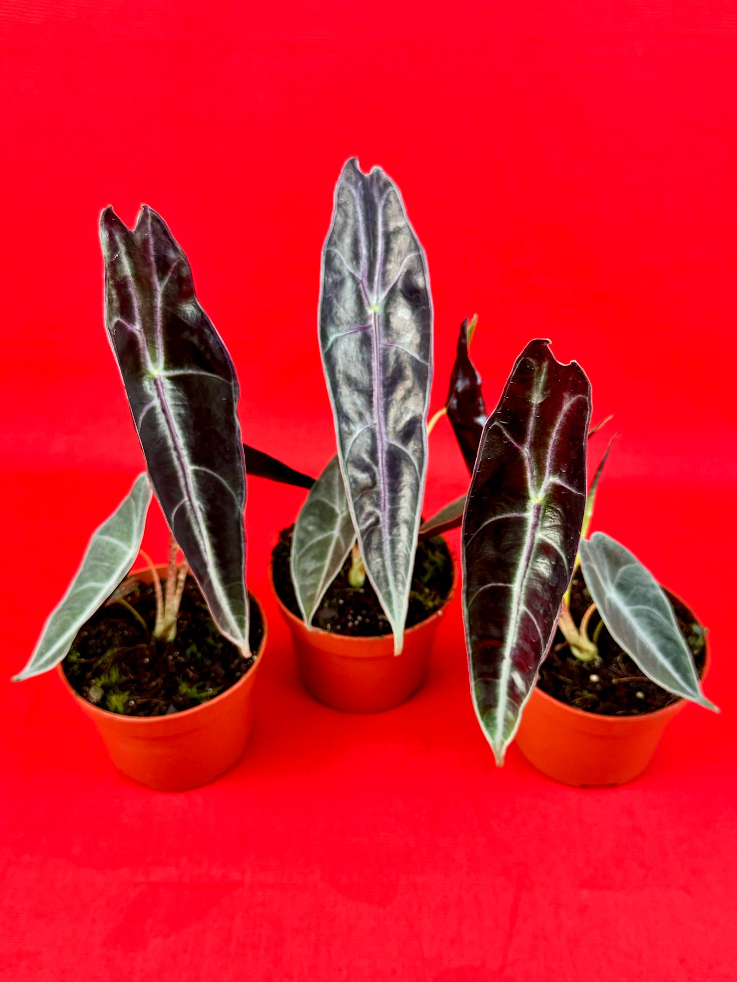 Alocasia longiloba Purple - LUplnts