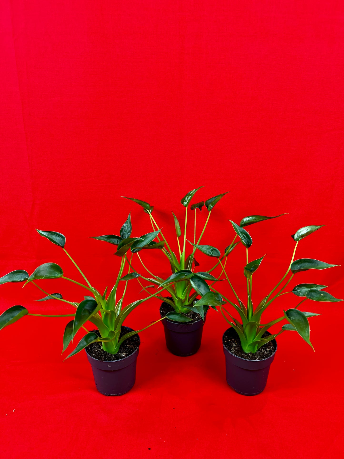 Alocasia Tiny Dancer - LUplnts