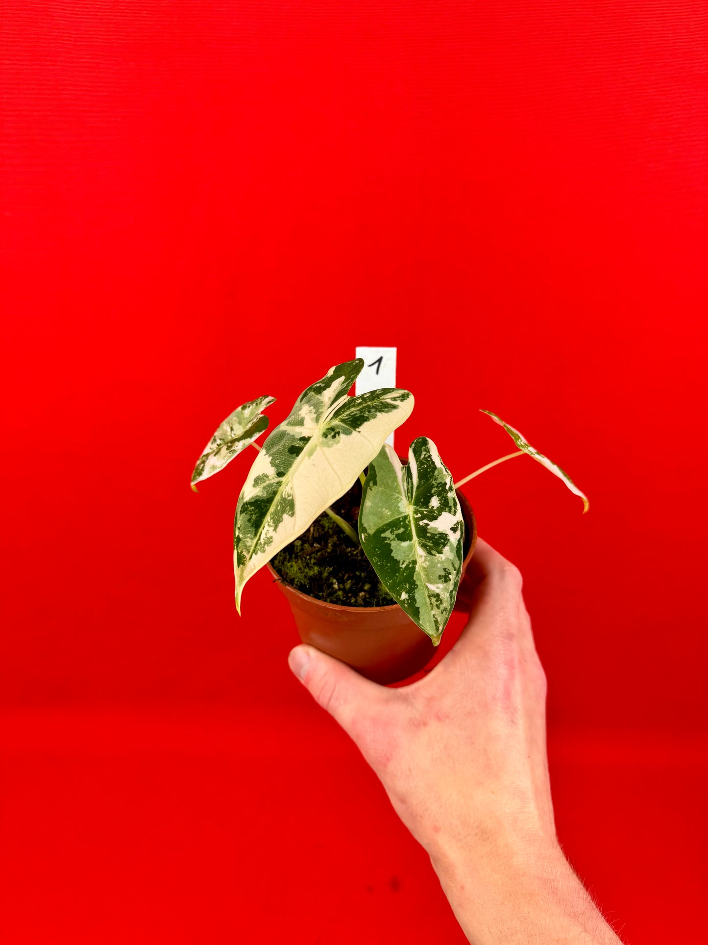Alocasia micholitziana Frydek Variegata - LUplnts