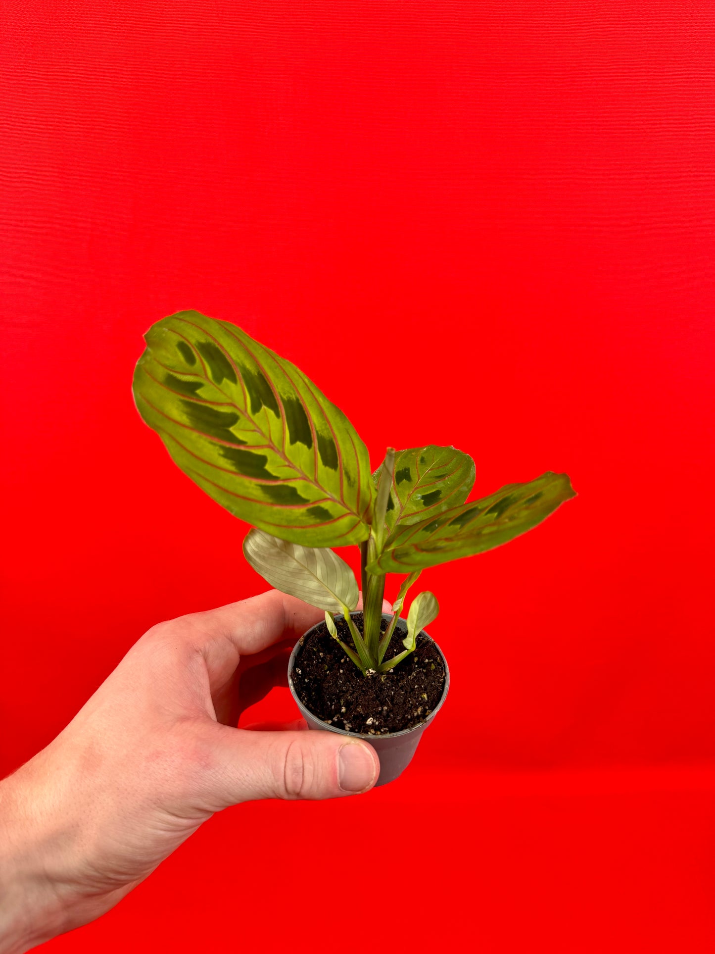 Maranta leuconeura Red Stripe (s) - LUplnts