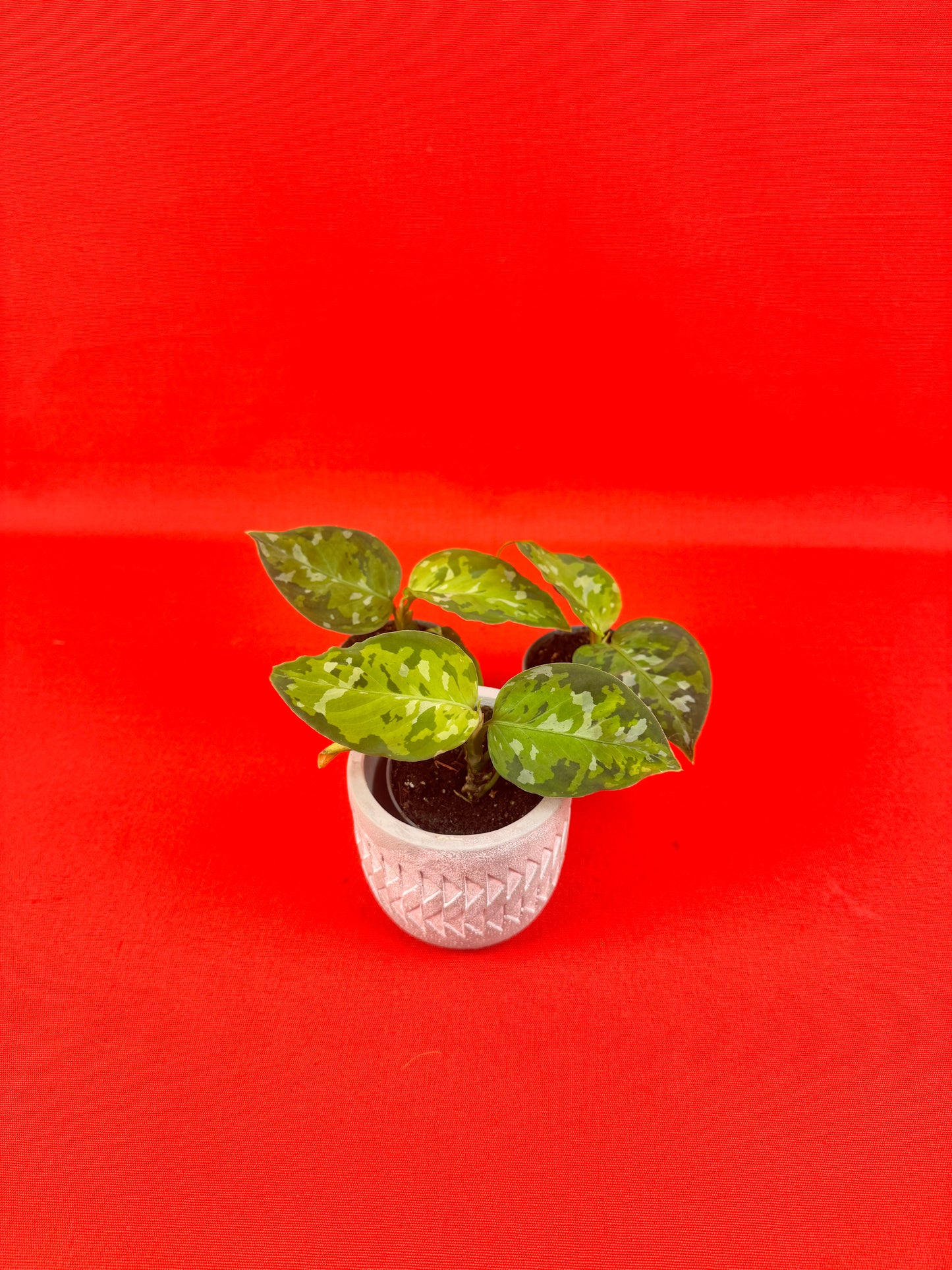 Aglaonema Pictum Tricolor (s)
