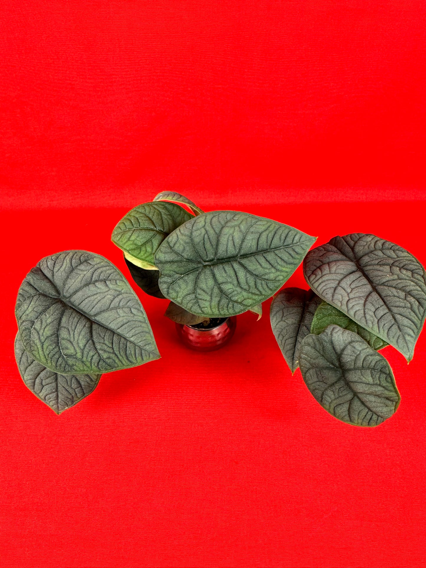 Alocasia Melo (s) - LUplnts