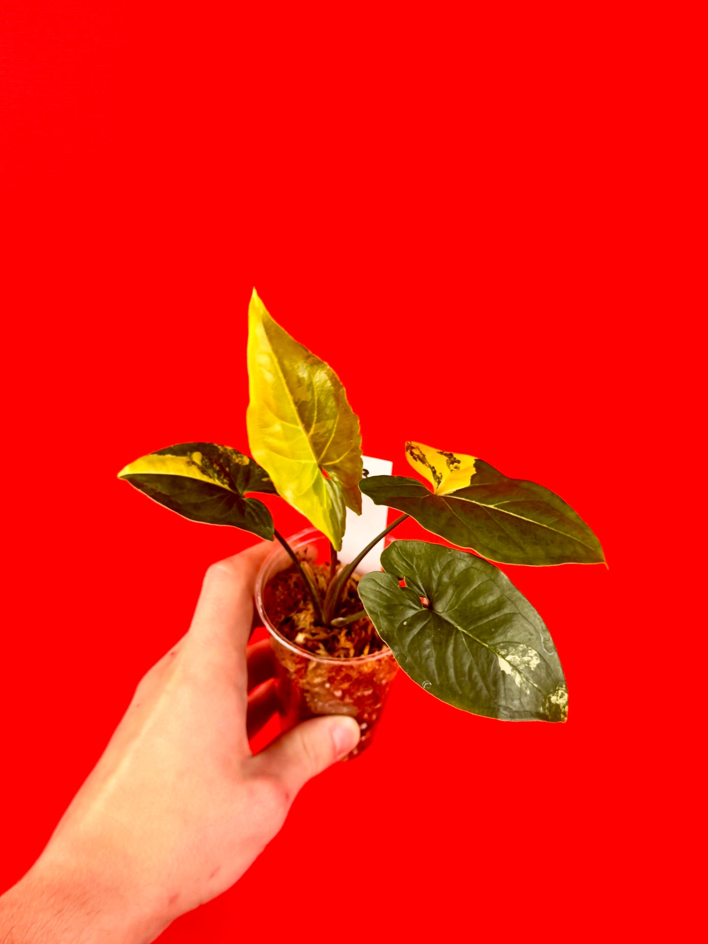 Syngonium Aurea - LUplnts