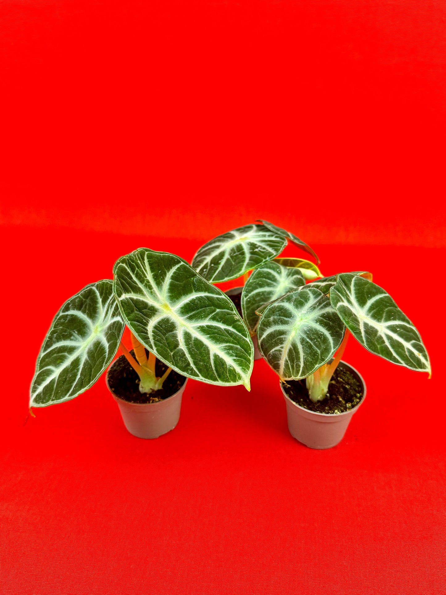 Alocasia reginula 'Ninja' (s) - LUplnts
