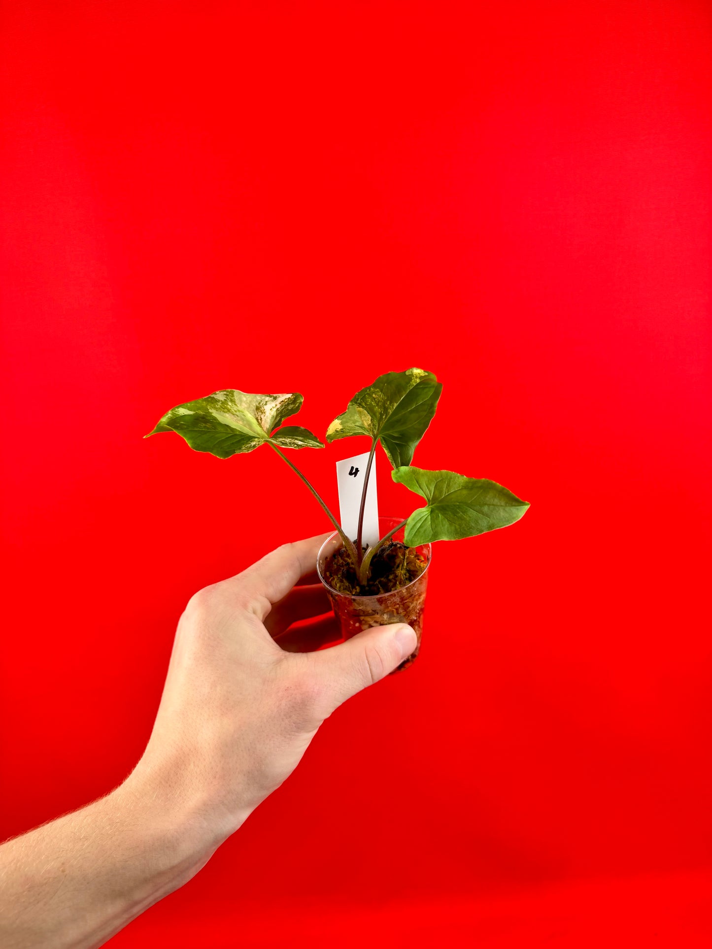 Syngonium Variegata (s)