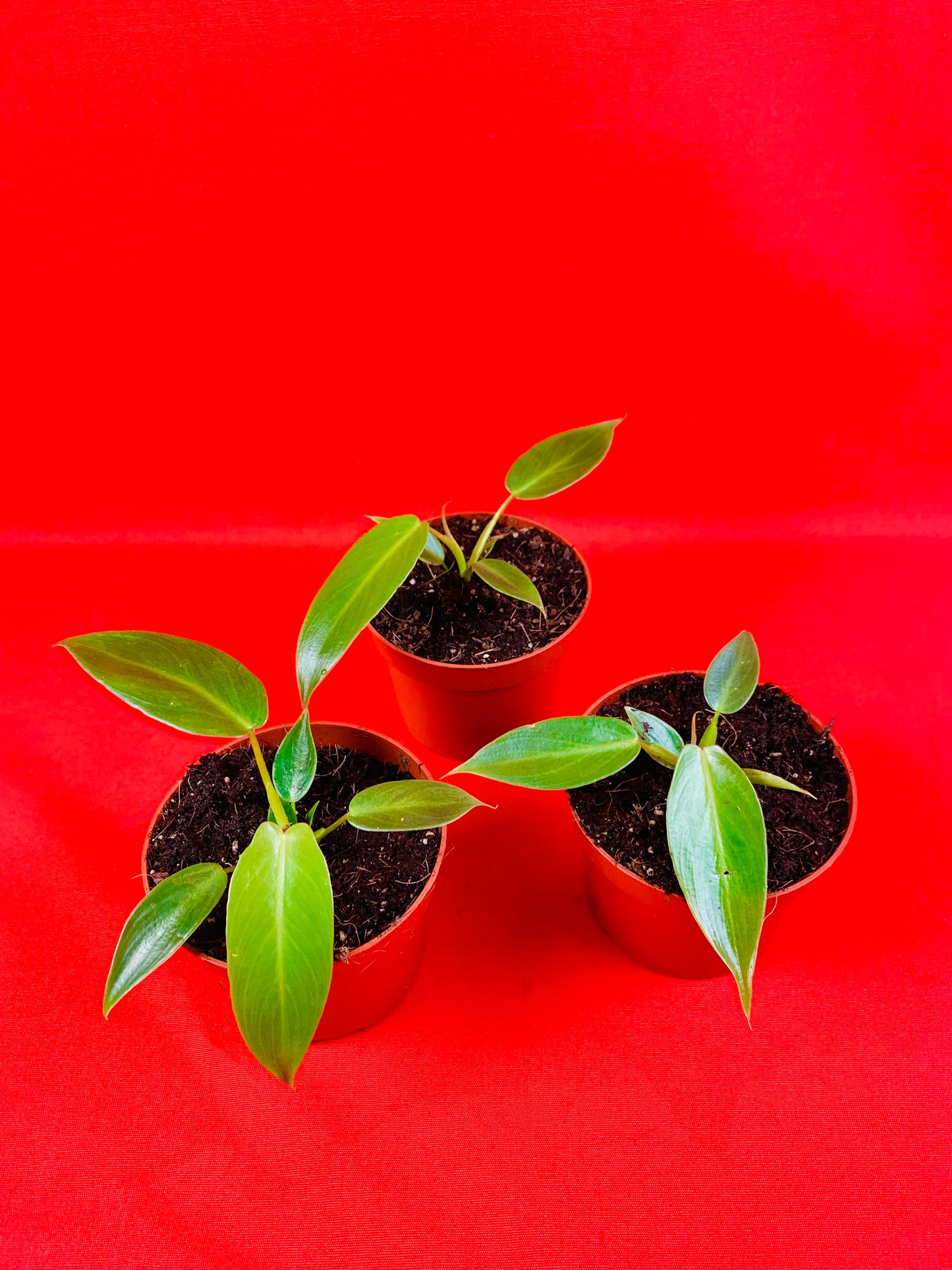 Philodendron spiritus sancti - LUplnts