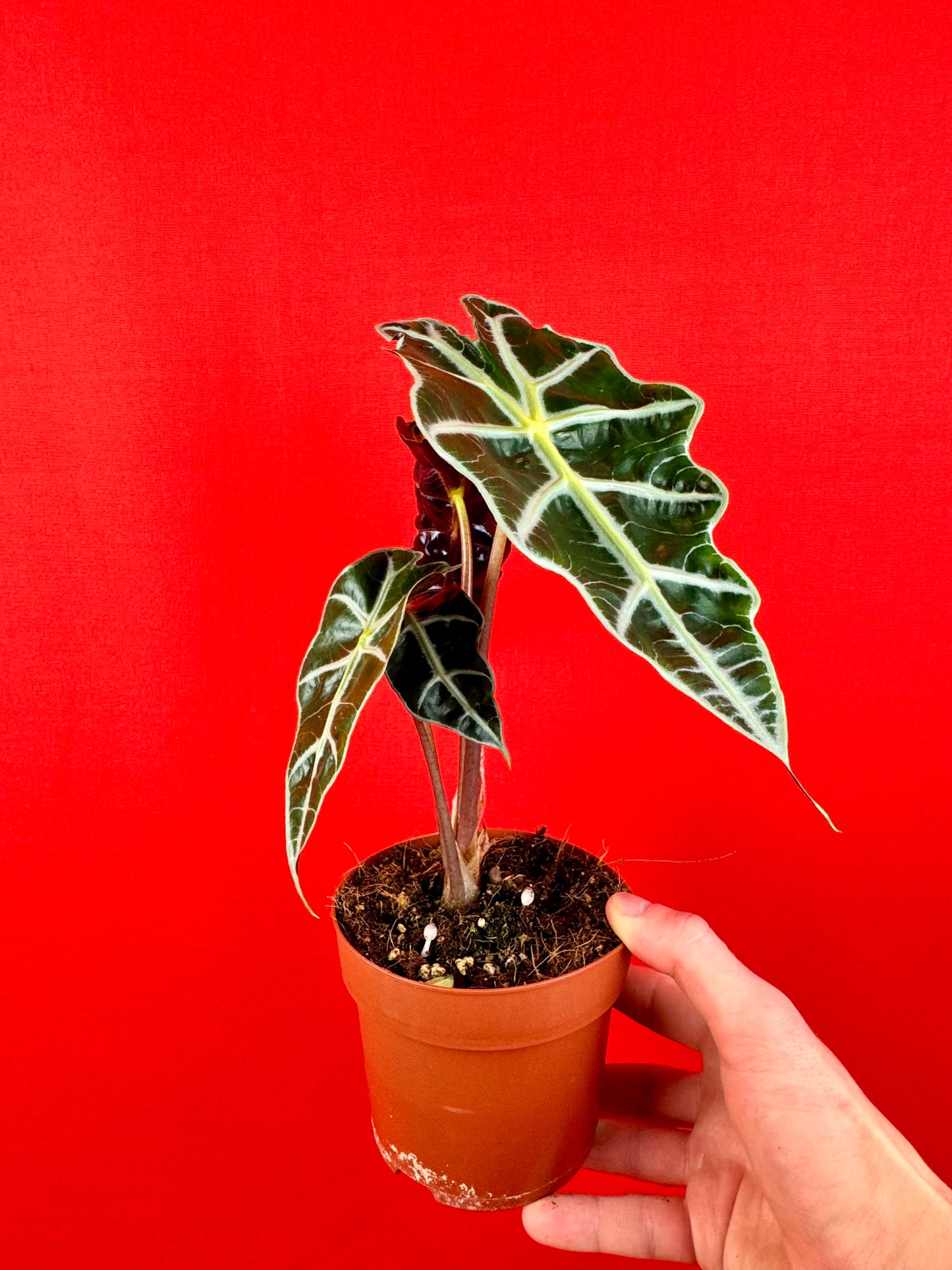 Alocasia Amazonica Polly