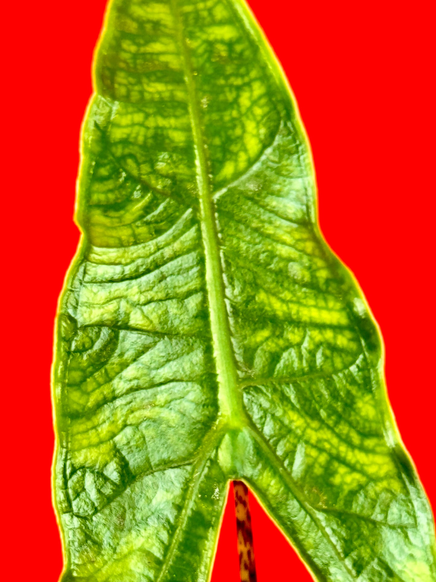 Alocasia Reticulata - LUplnts
