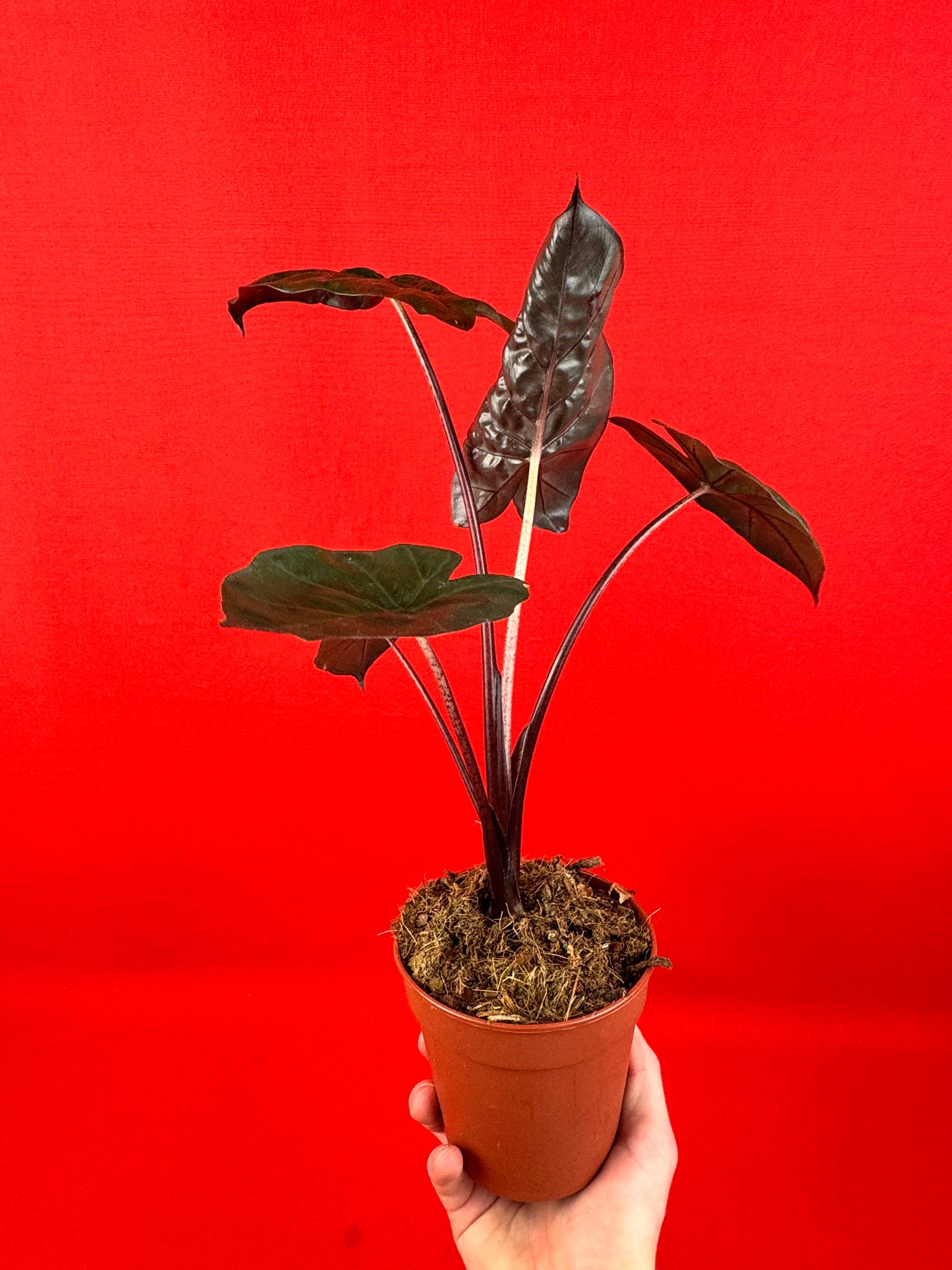Alocasia Yucatan Princess - LUplnts
