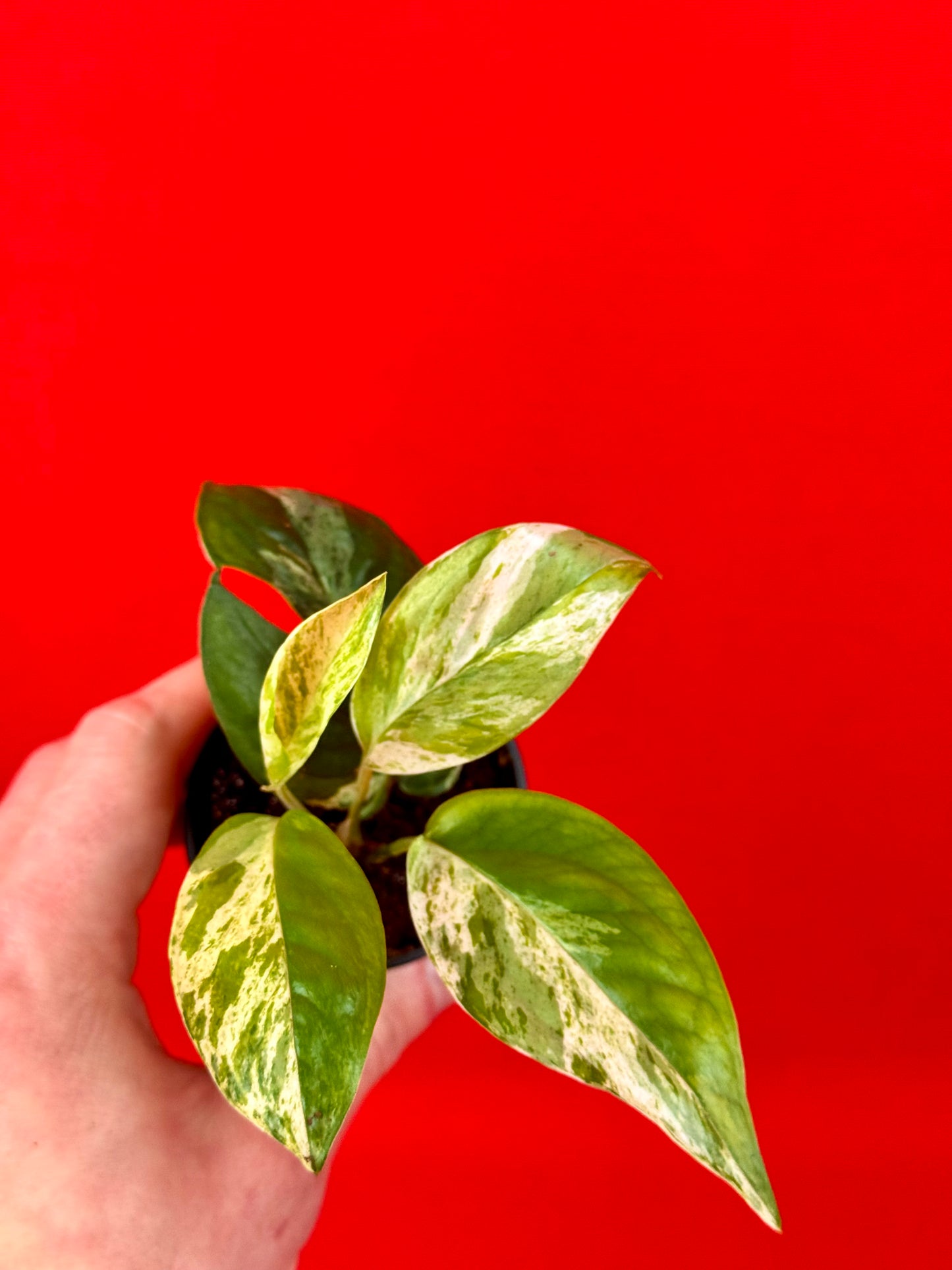 Epipremnum pinnatum 'Marble' (s) - LUplnts