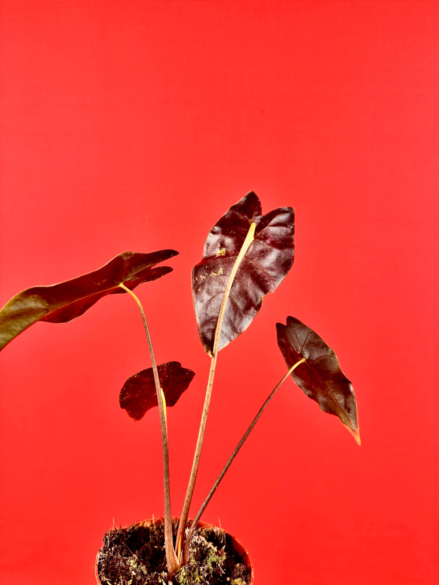 Alocasia suhirmaniana - LUplnts