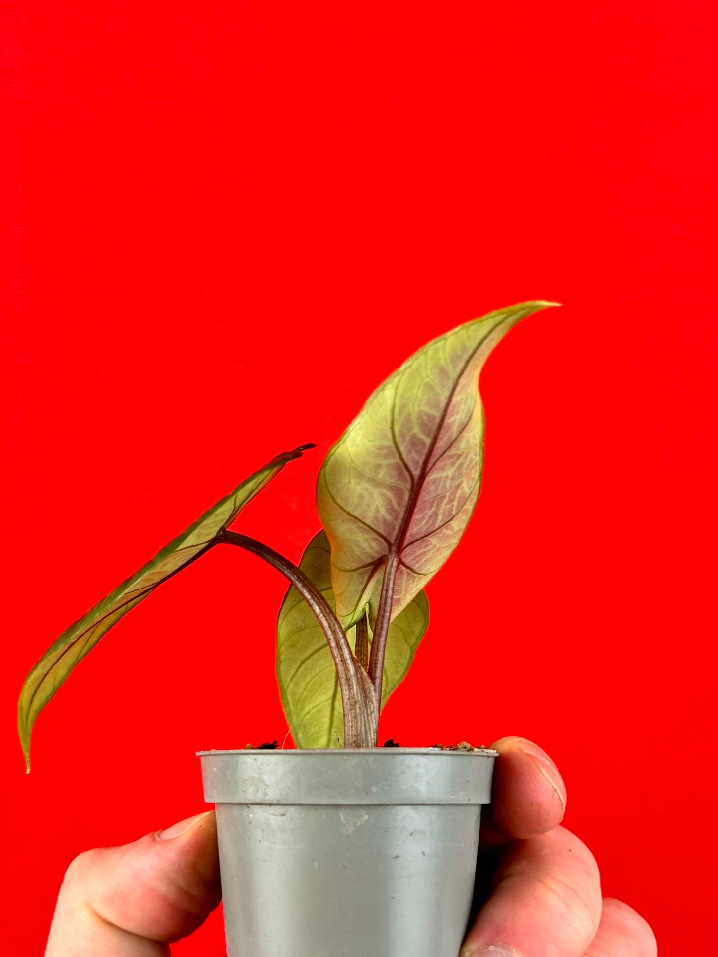 Alocasia Scalprum (s) - LUplnts