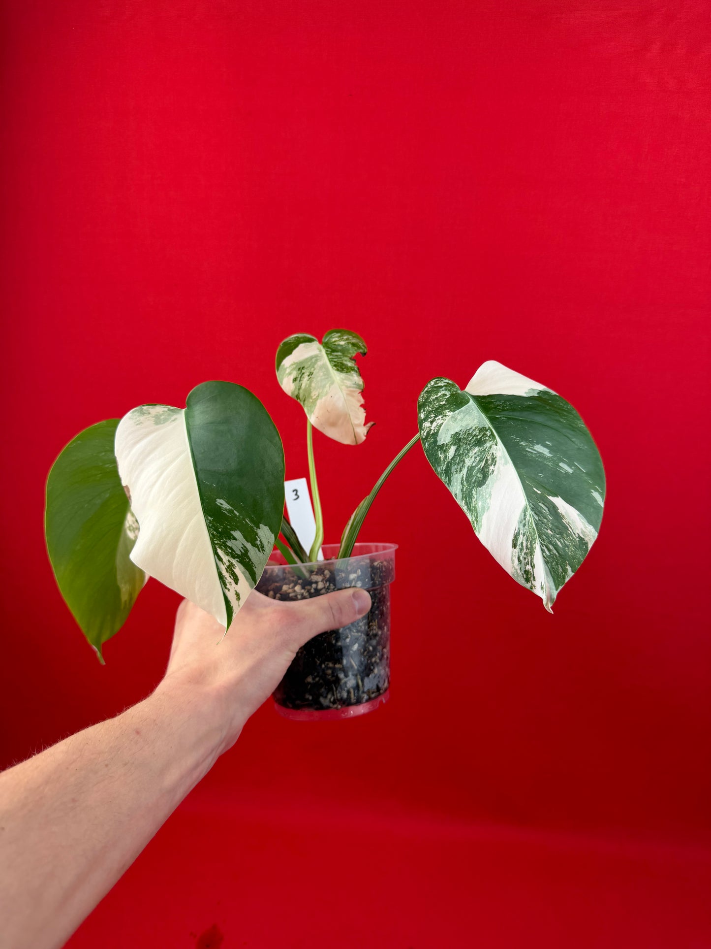 Monstera Deliciosa Variegata - LUplnts
