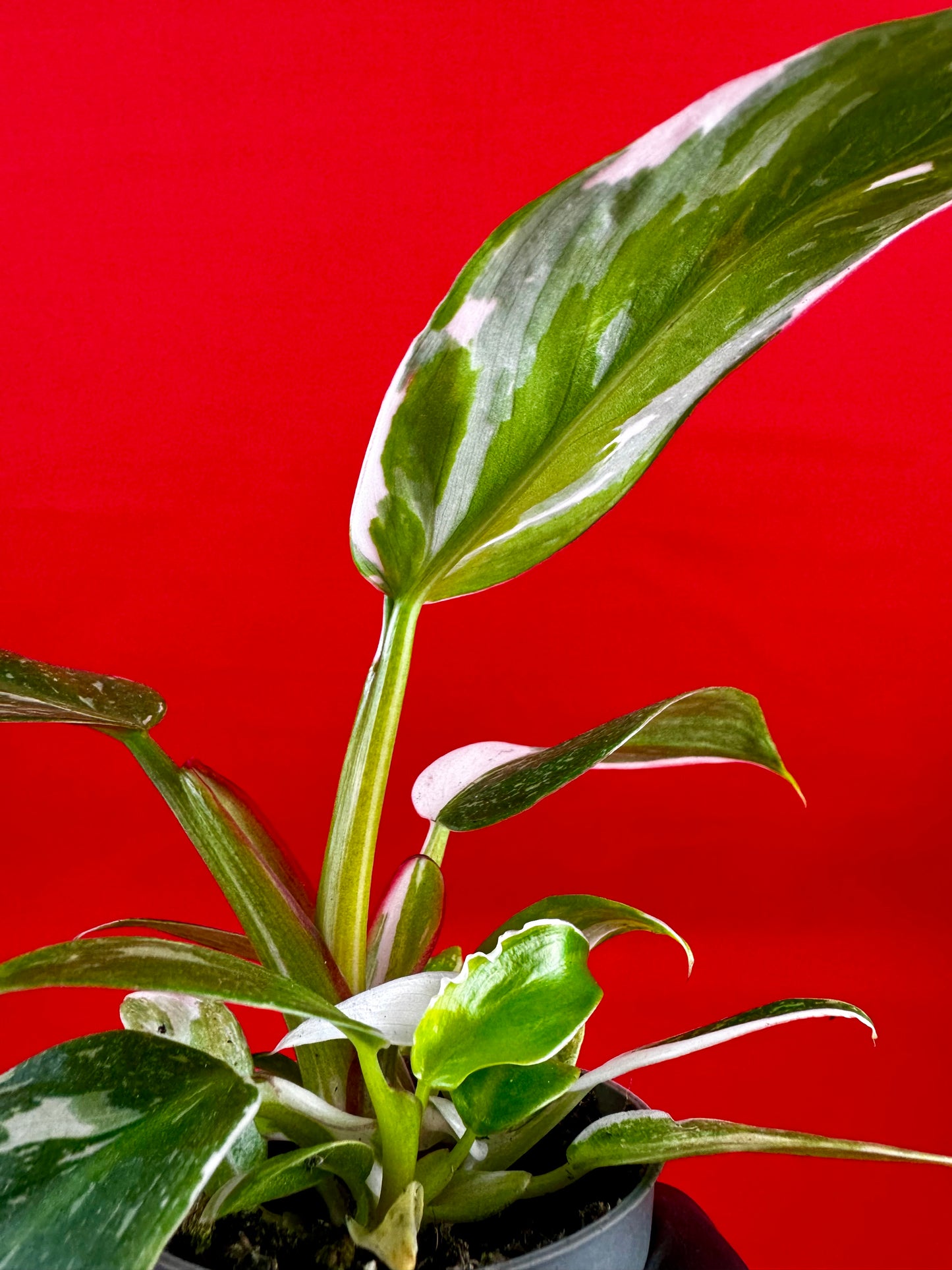Philodendron 'White Princess' (s) - LUplnts