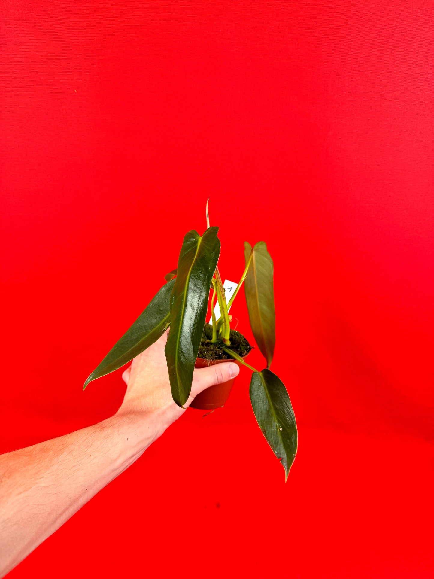 Philodendron Spiritus-Sancti