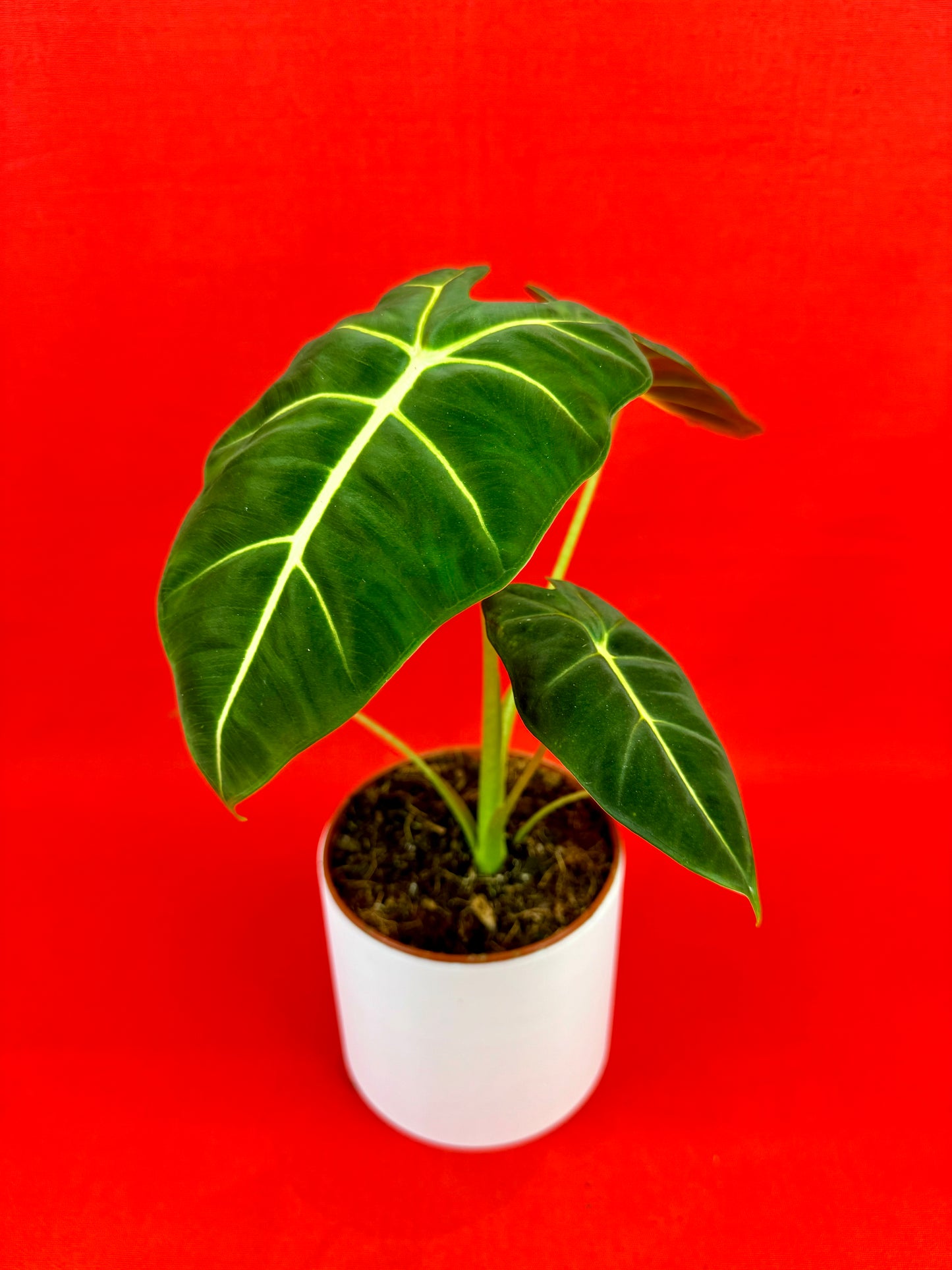 Alocasia micholitziana 'Frydek' - LUplnts
