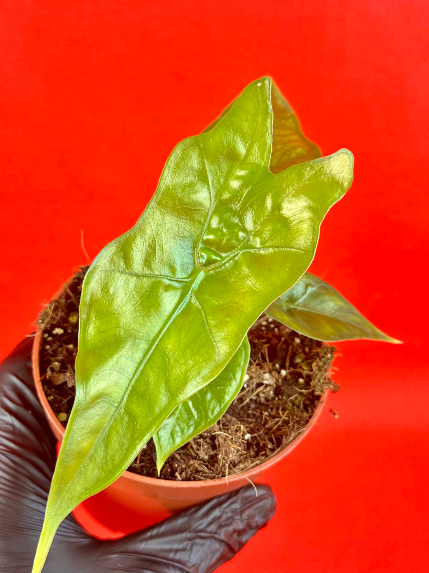 Alocasia nycteris 'Bat Wing' - LUplnts