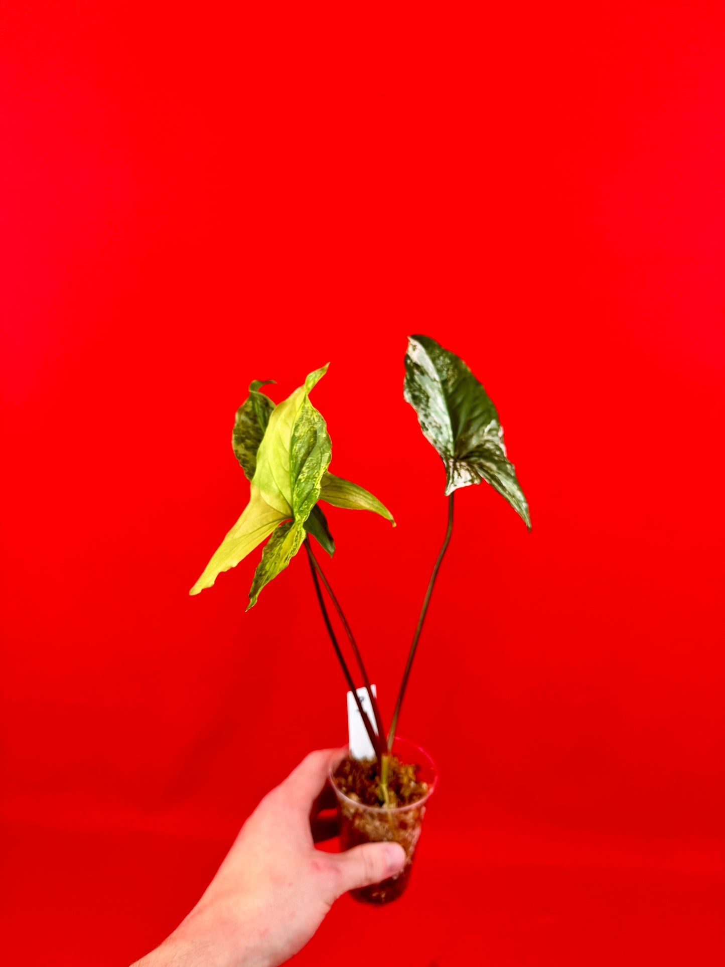 Syngonium Variegata (s) - LUplnts