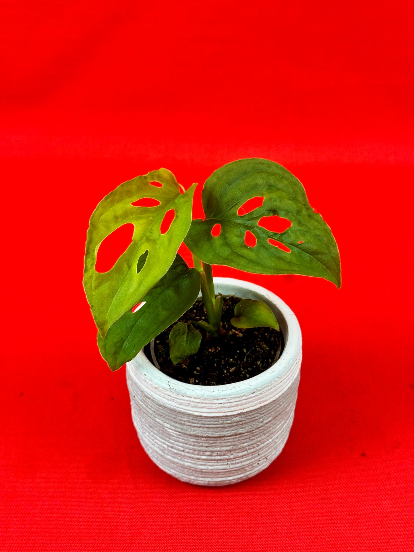 Monstera Adansonii subsp. laniata - LUplnts