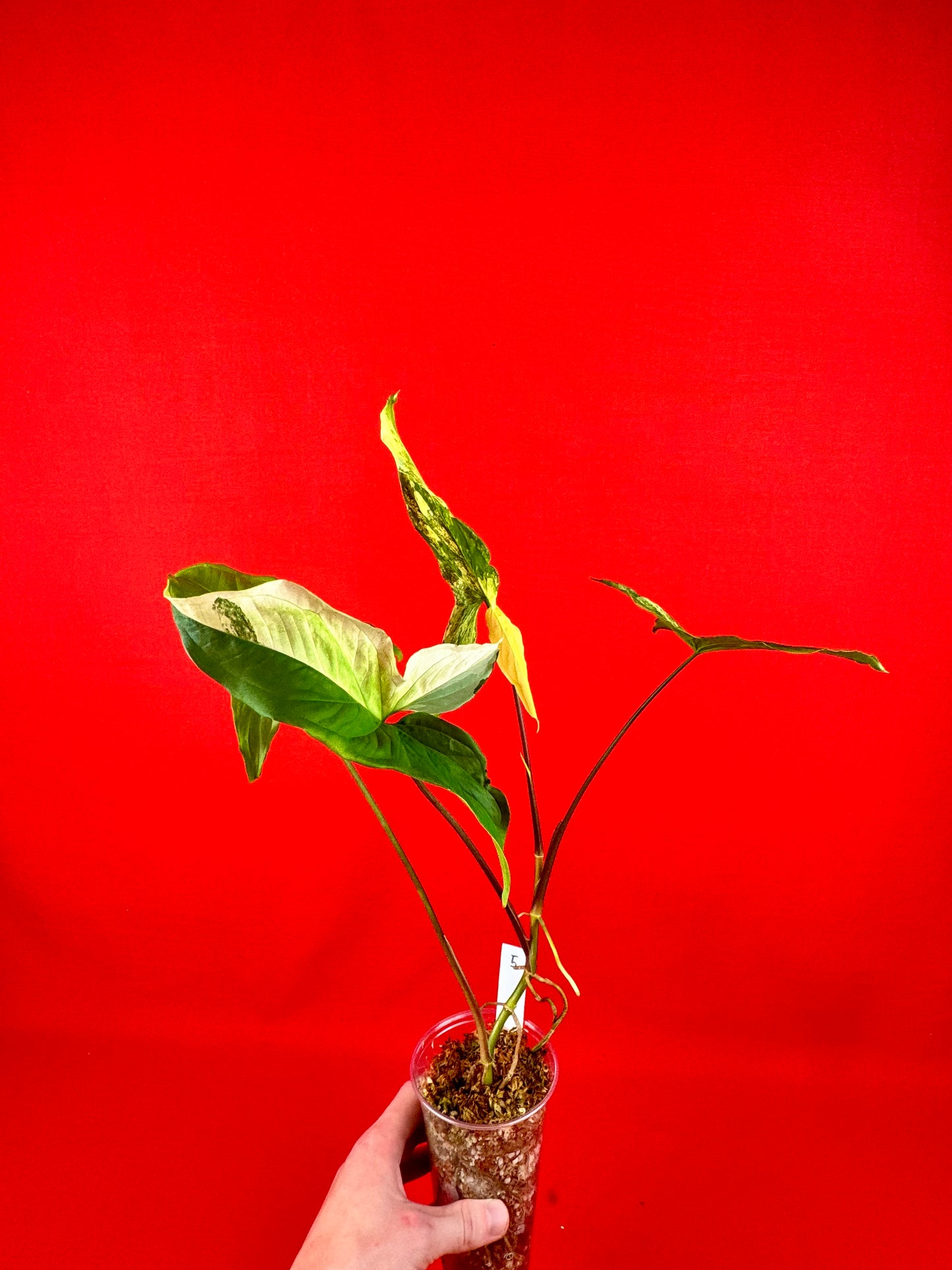 Syngonium Variegata (s) - LUplnts