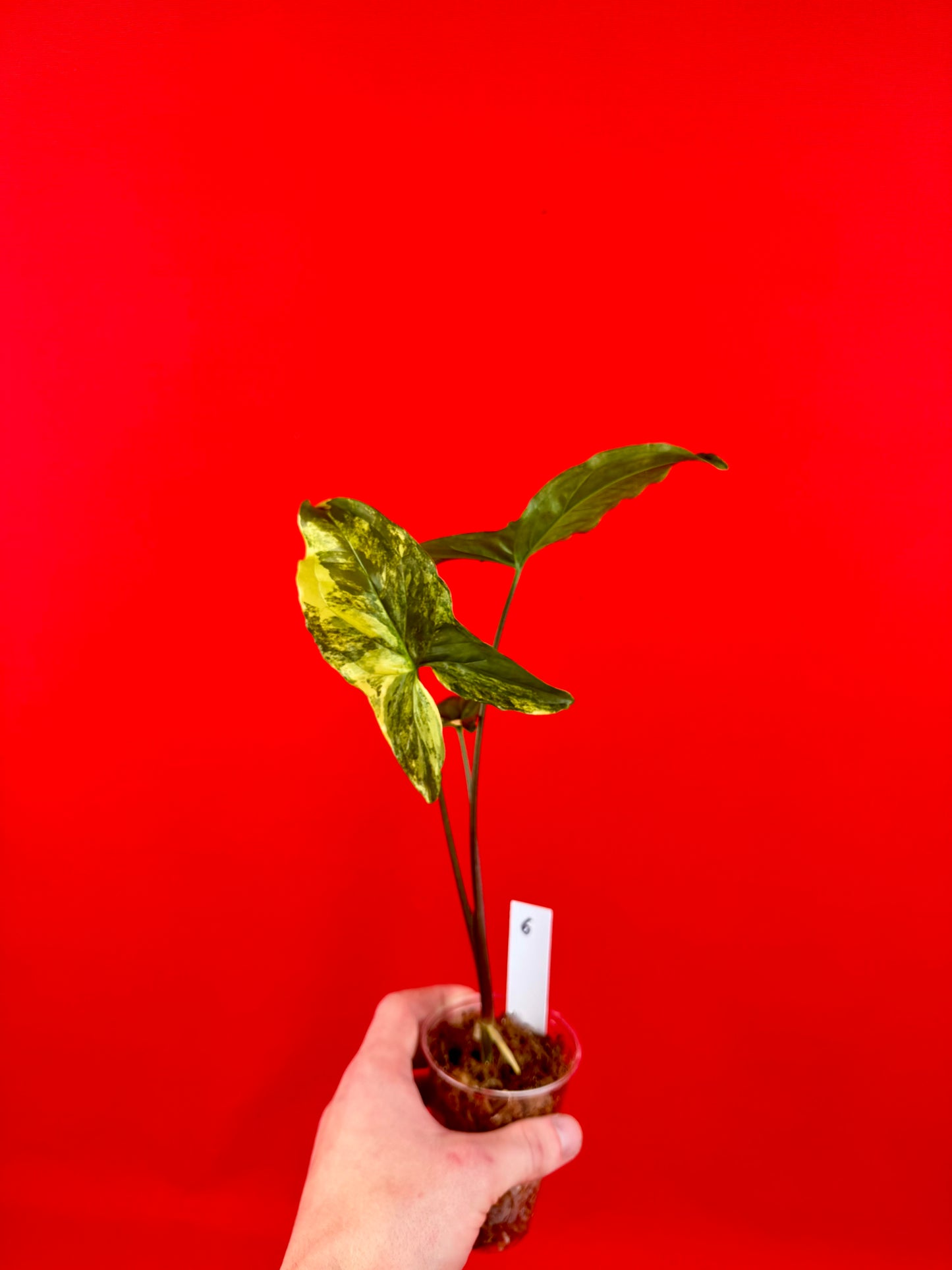 Syngonium Variegata (s) - LUplnts
