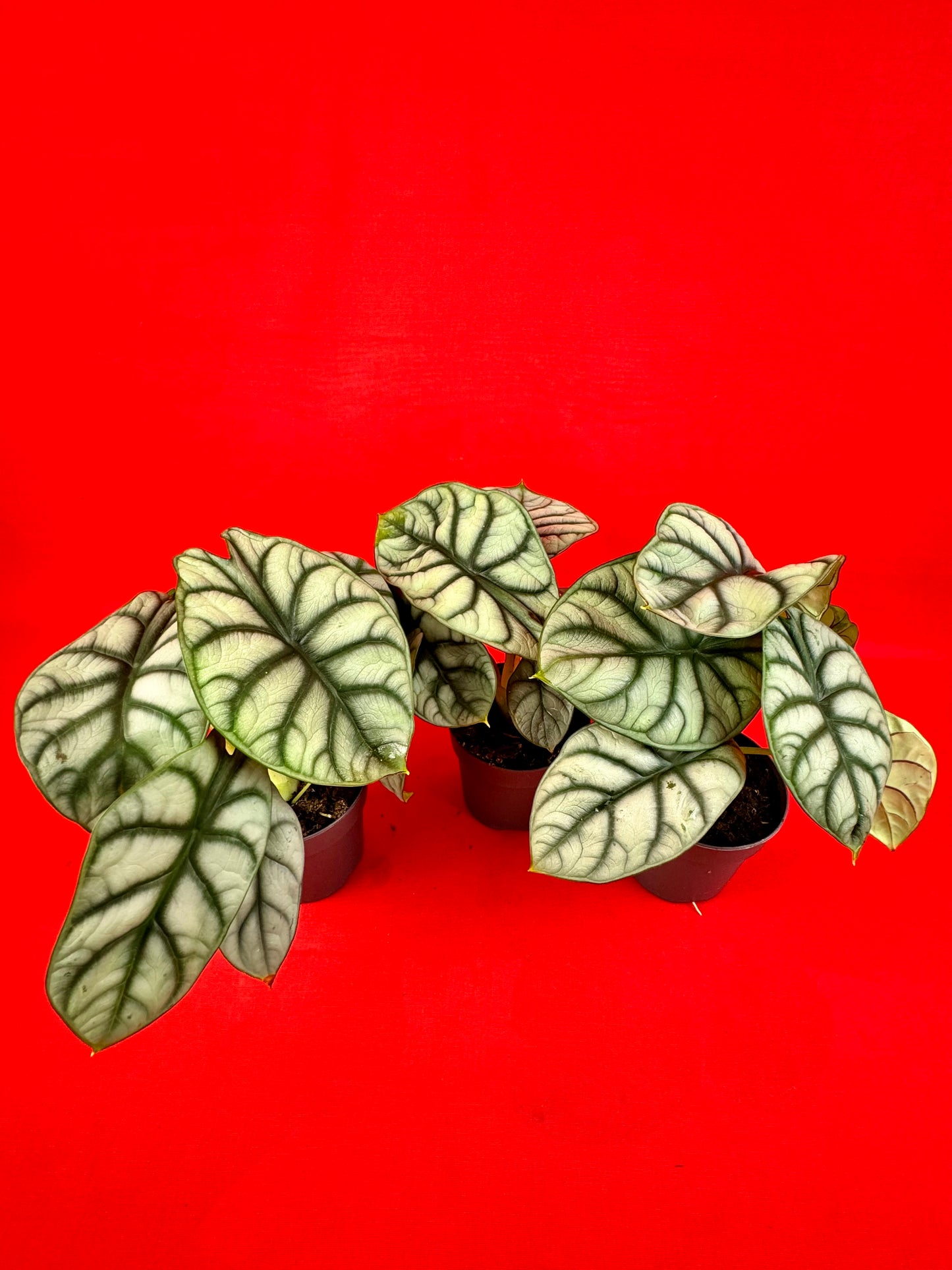 Alocasia Silver Dragon - LUplnts