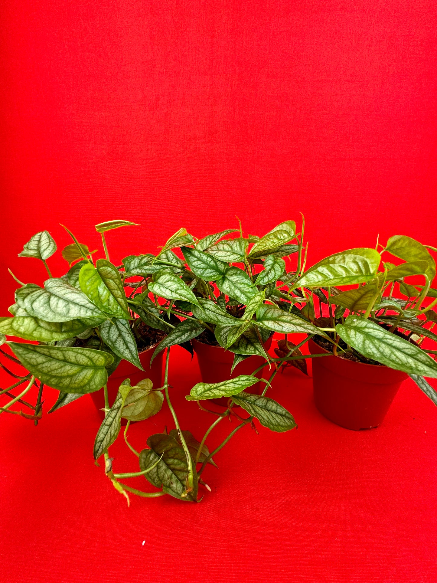 Monstera siltepecana - LUplnts